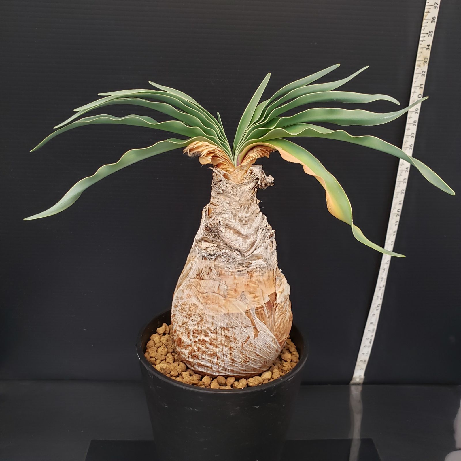 G215【自社養生株】ブーファン ディスティチャ（現地球・発根株