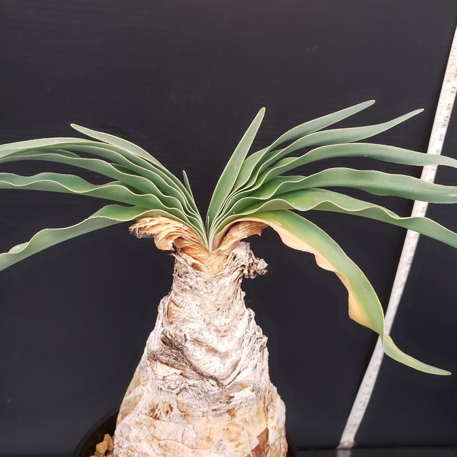 G215【自社養生株】ブーファン ディスティチャ（現地球・発根株