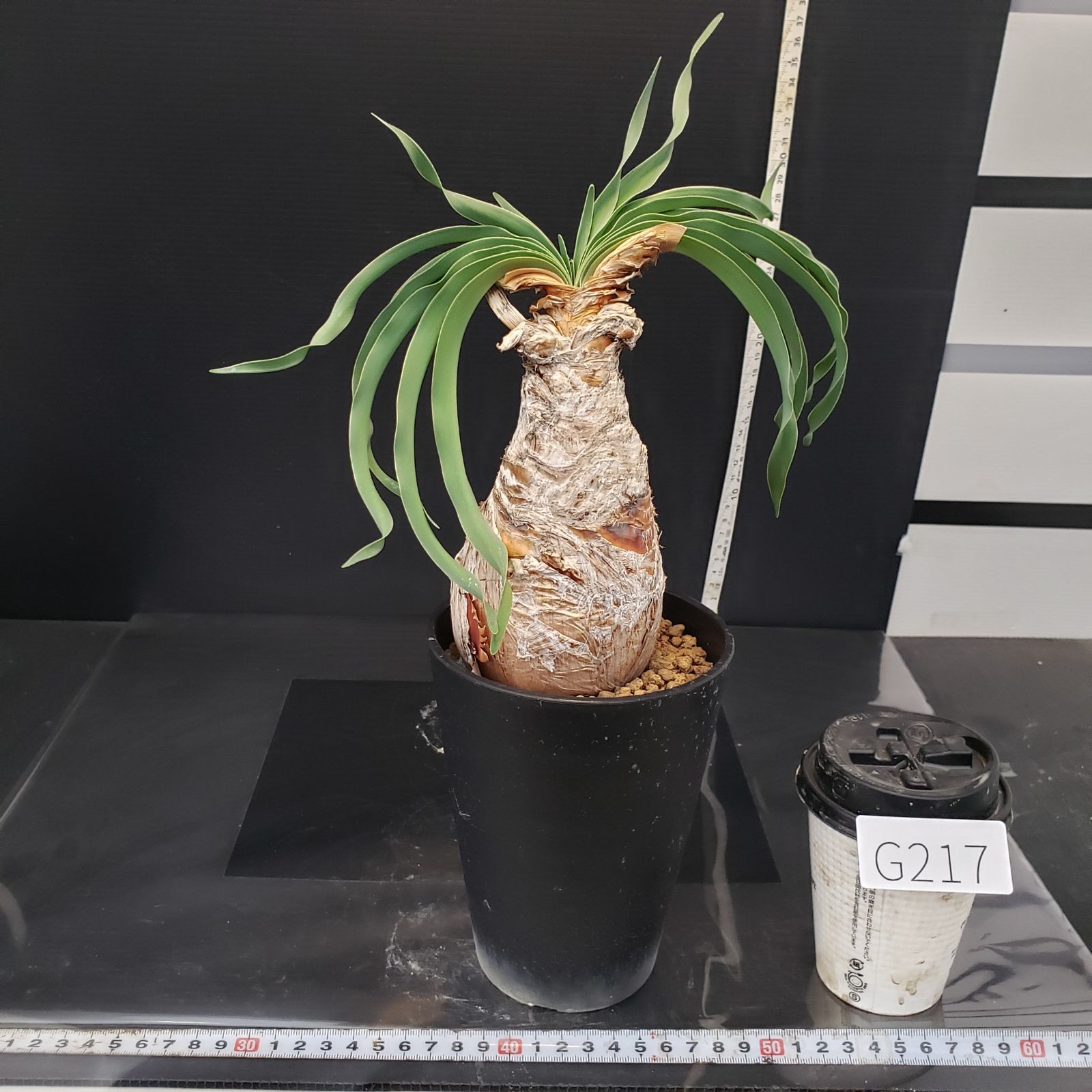 G217【自社養生株】ブーファン ディスティチャ（現地球・発根株