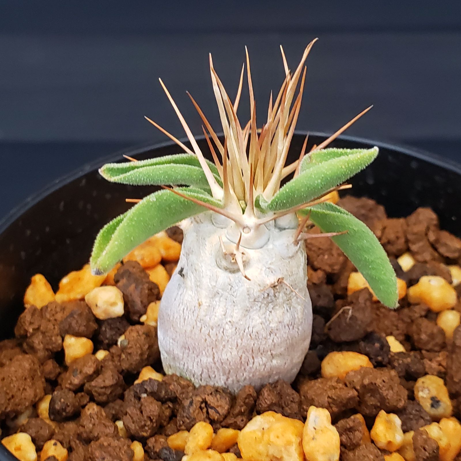 ナマクアナム　塊根植物　発根済 ナマクアナム 塊根植物 発根済 G224【自社養生株】パキポディウム