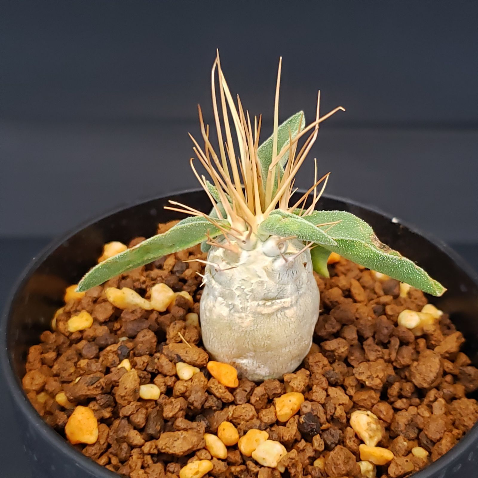 ナマクアナム　塊根植物　発根済 G224【自社養生株】パキポディウム ナマクアナム（発根株・鉢植え