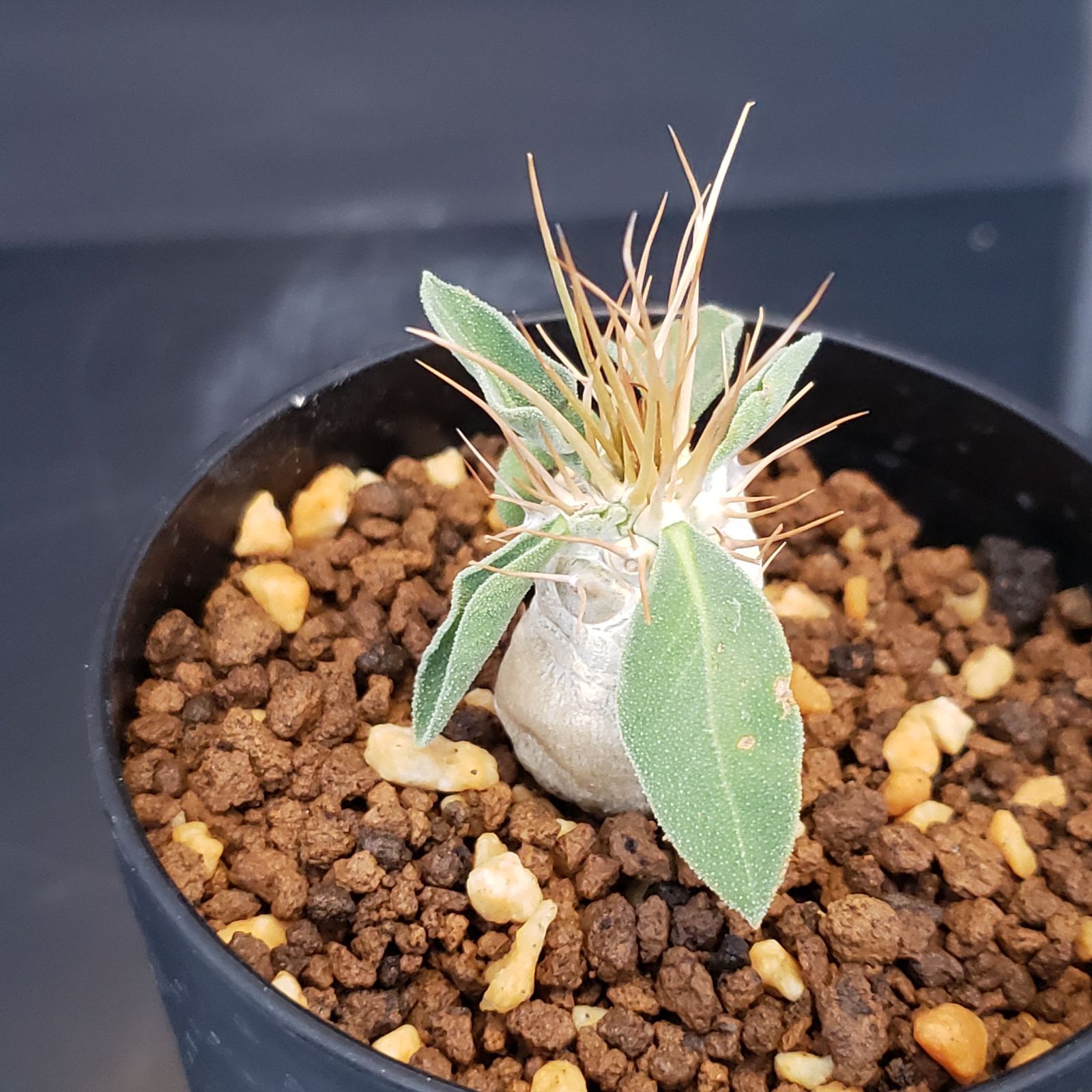 G224【自社養生株】パキポディウム ナマクアナム（発根株・鉢植え