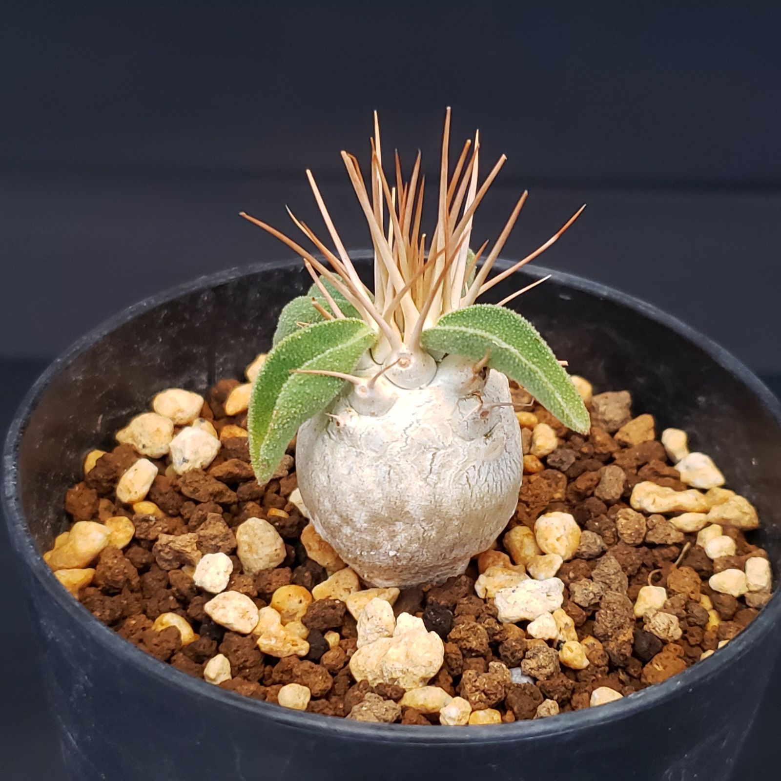 G225【自社養生株】パキポディウム ナマクアナム（発根株・鉢植え