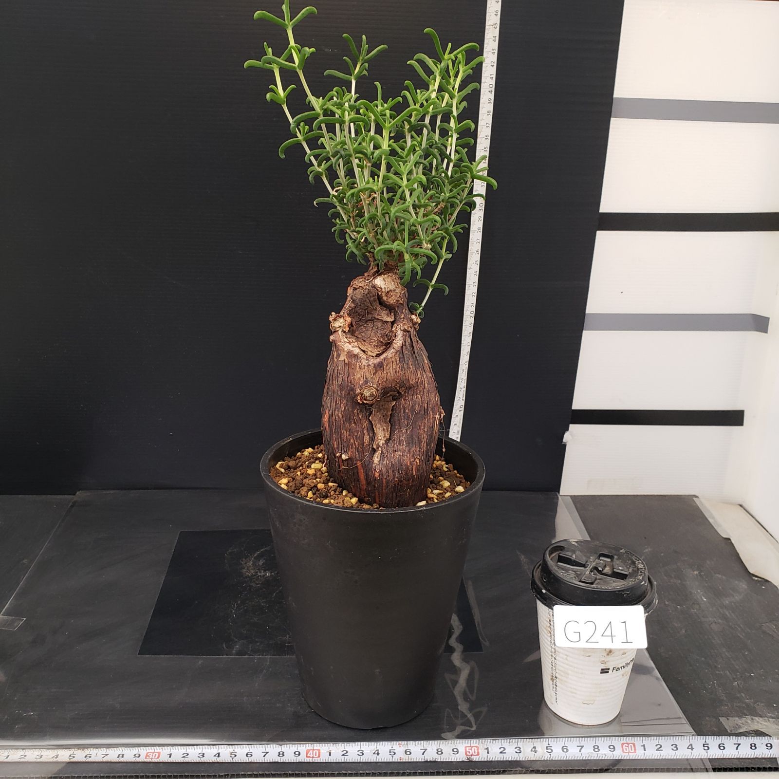 G241【自社養生株】メストクレマ（現地球・発根株・鉢植え）【塊根植物