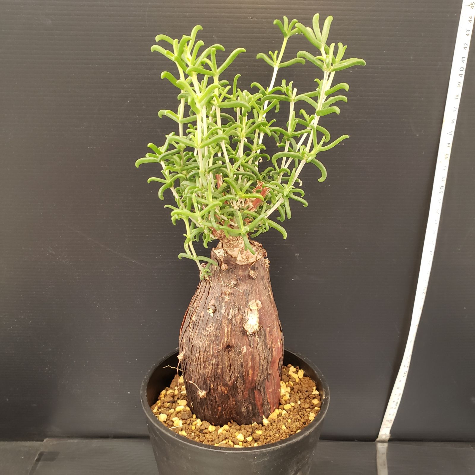 G241【自社養生株】メストクレマ（現地球・発根株・鉢植え）【塊根植物