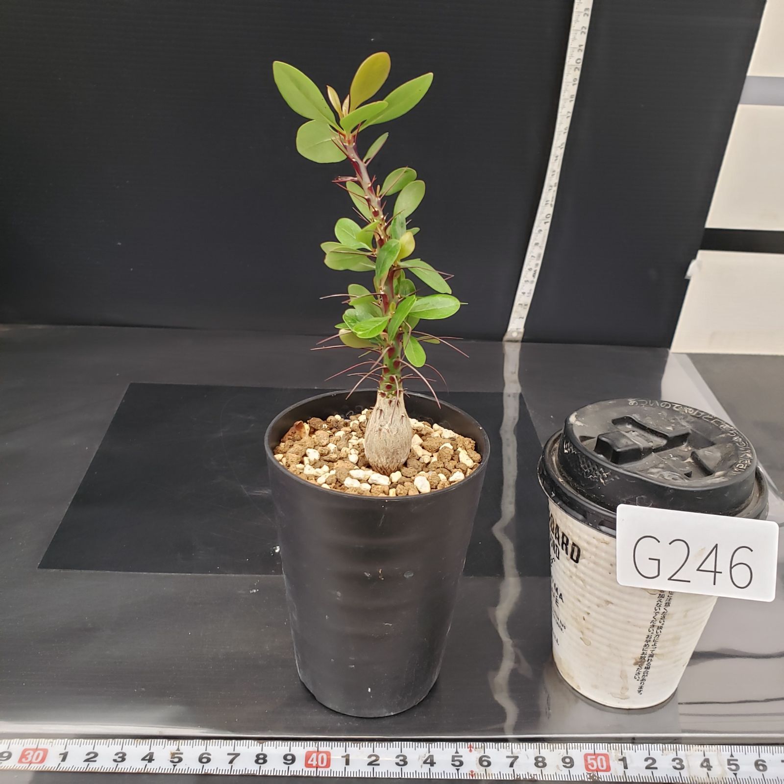 G246【自社養生株】フォークイエリア ファシクラータ（実生・発根株