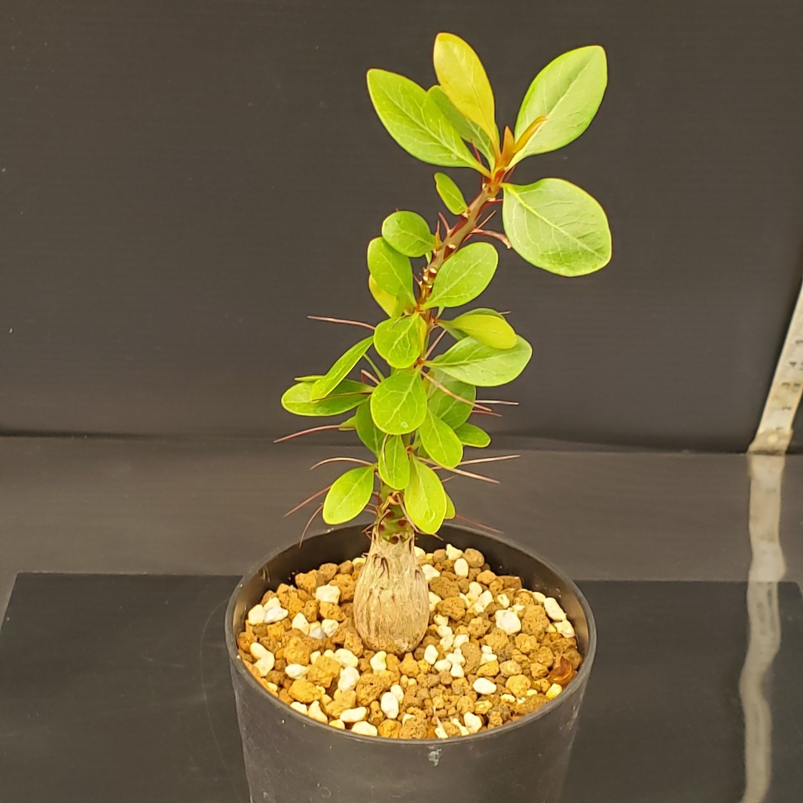 G246【自社養生株】フォークイエリア ファシクラータ（実生・発根株