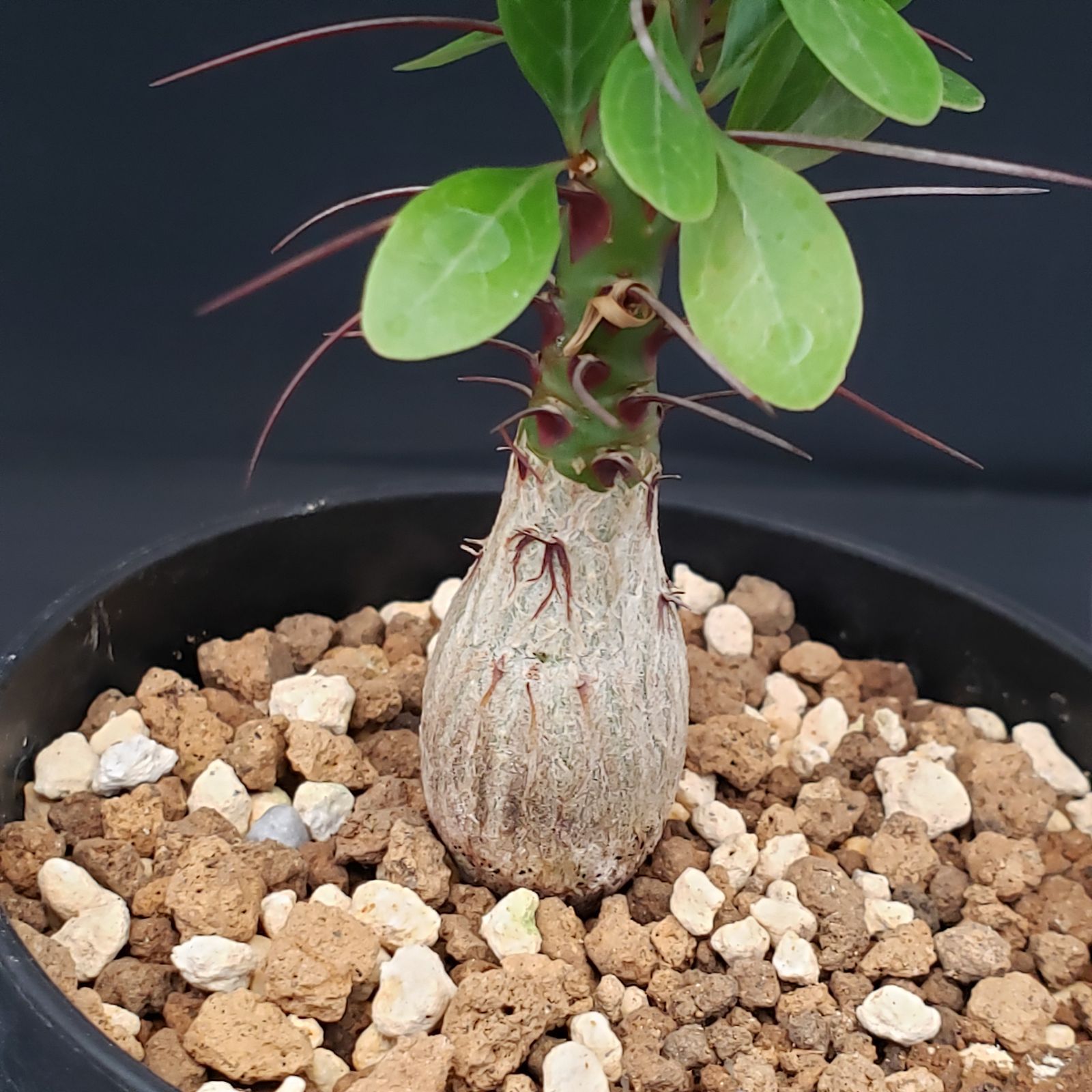 G246【自社養生株】フォークイエリア ファシクラータ（実生・発根株