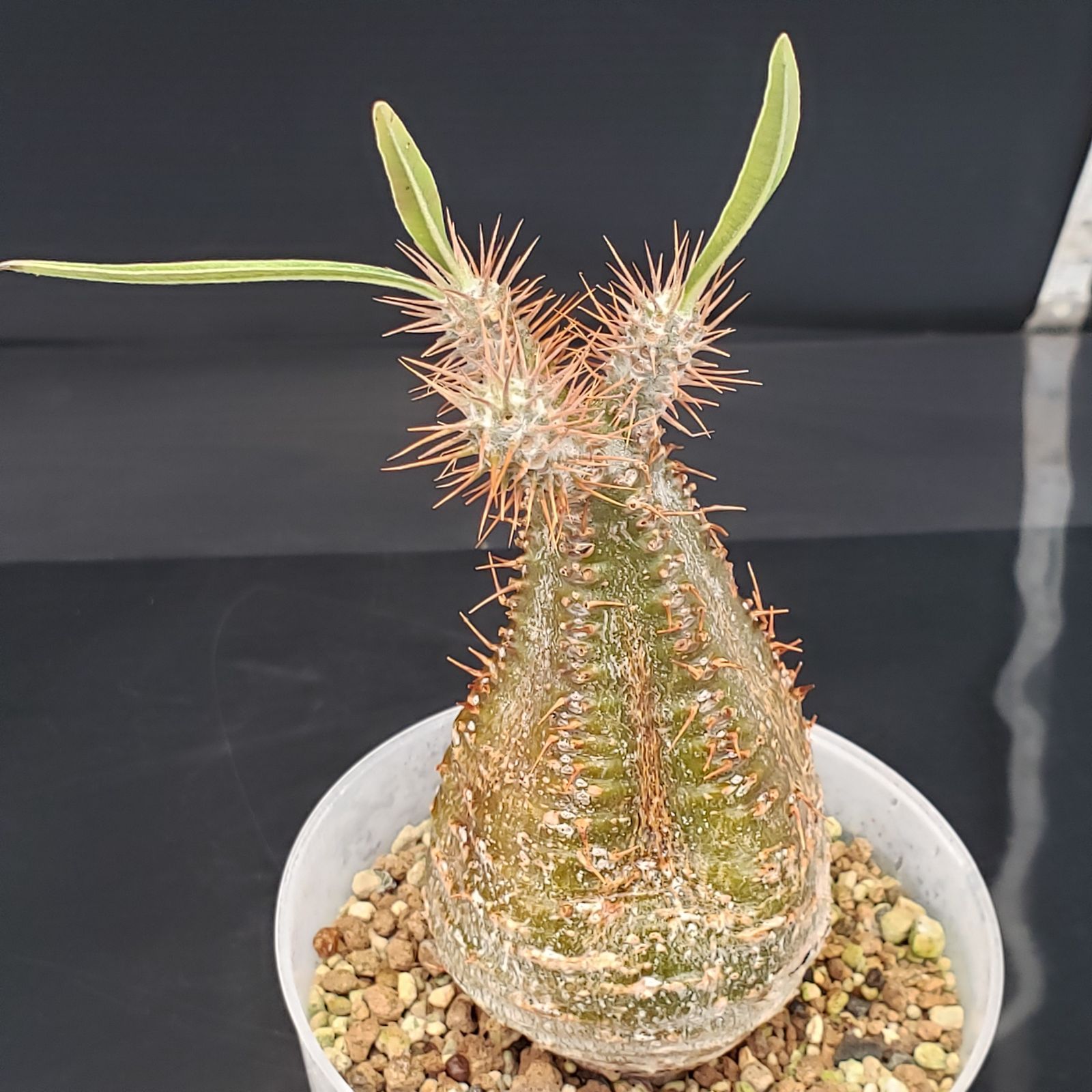 G254【自社養生株】パキポディウム グラキリス（S）（現地球・発根株