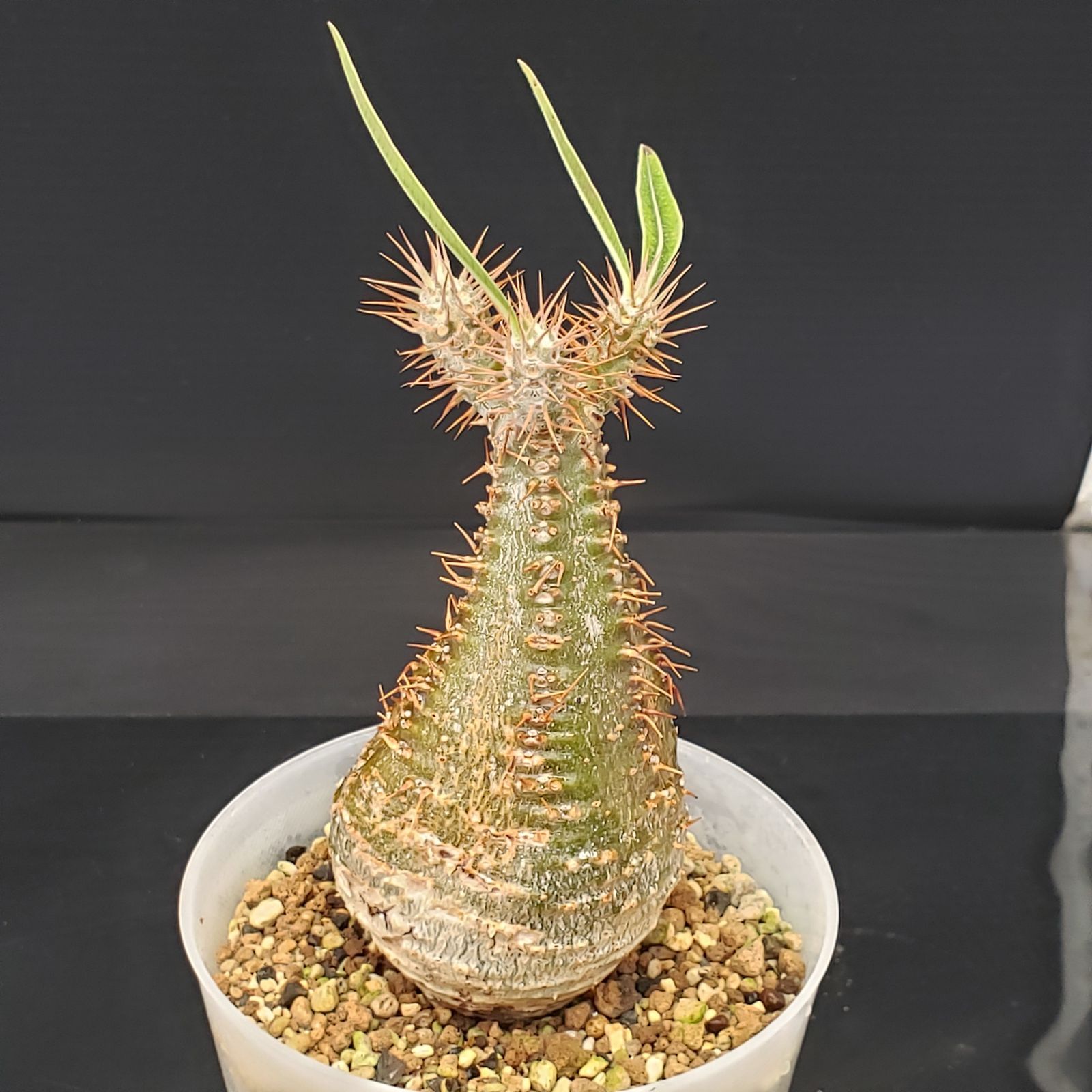 G254【自社養生株】パキポディウム グラキリス（S）（現地球・発根株