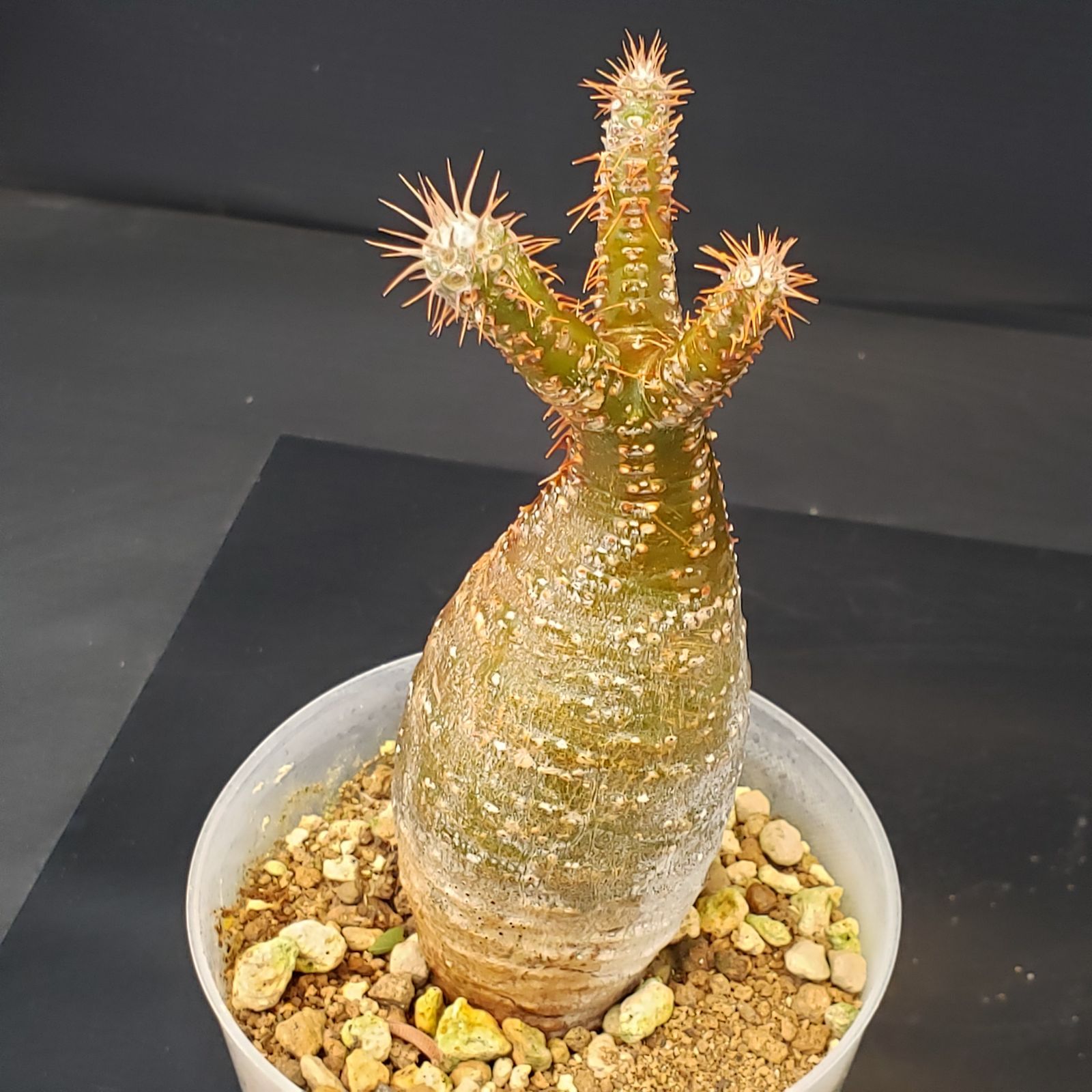 G255【自社養生株】パキポディウム グラキリス（S）（現地球・発根株