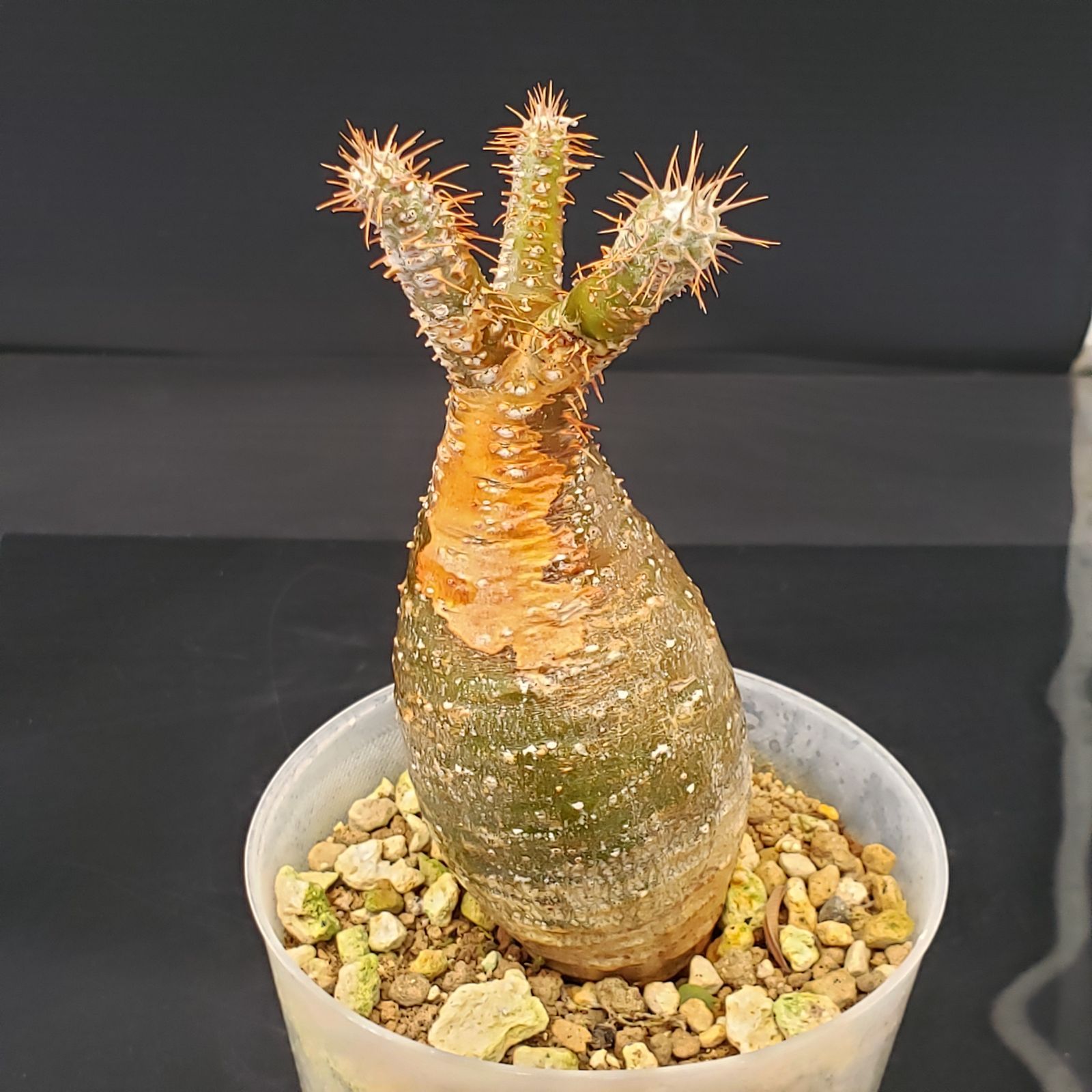 G255【自社養生株】パキポディウム グラキリス（S）（現地球・発根株