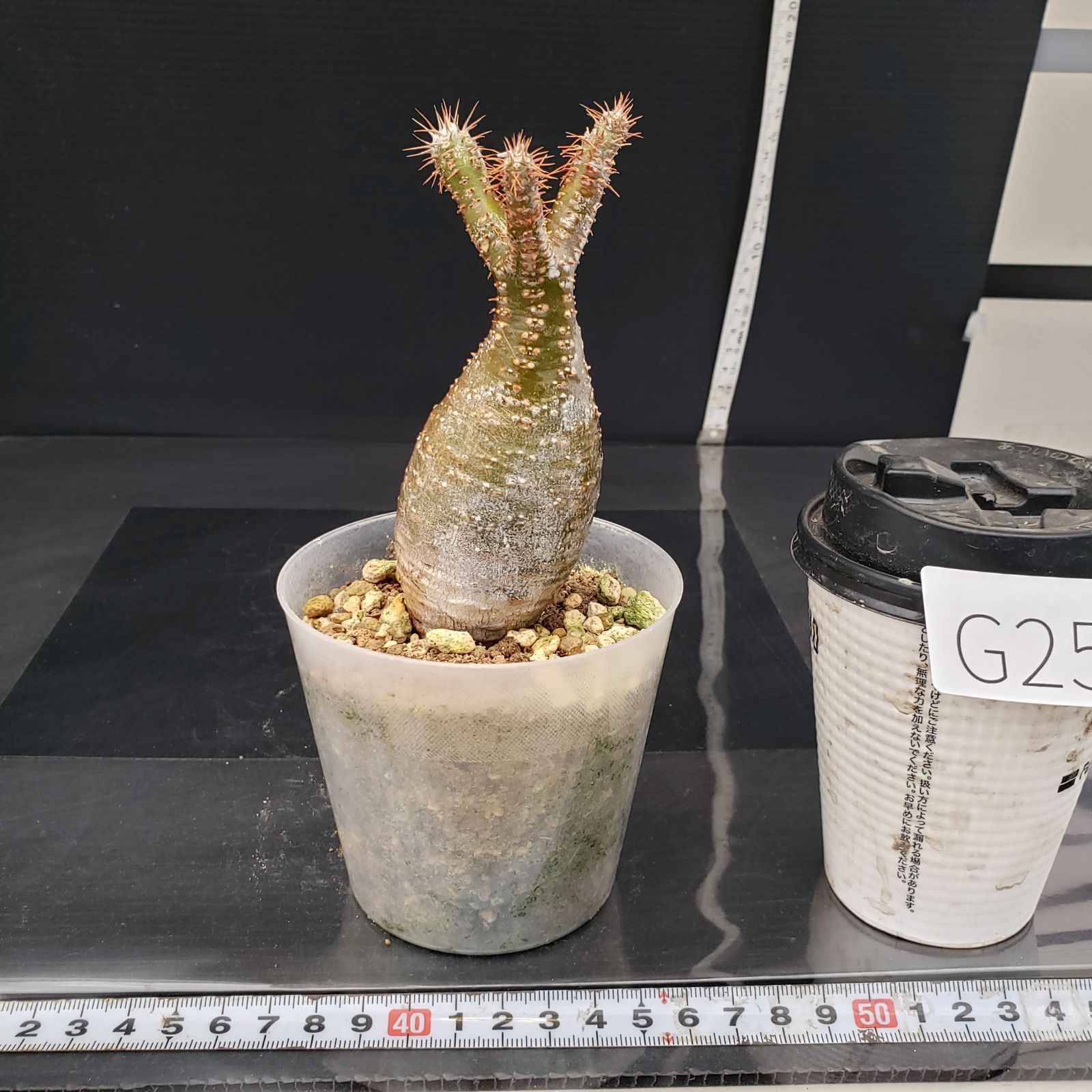 G255【自社養生株】パキポディウム グラキリス（S）（現地球・発根株