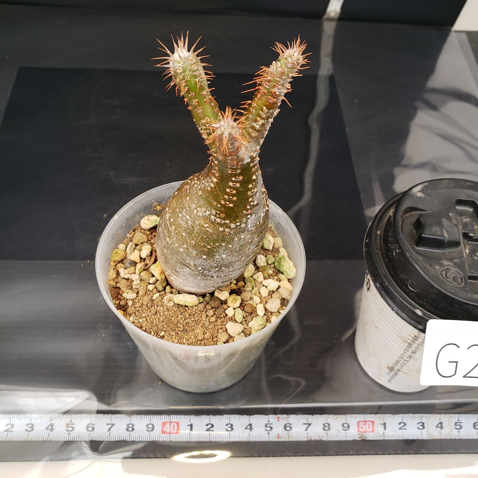 G255【自社養生株】パキポディウム グラキリス（S）（現地球・発根株