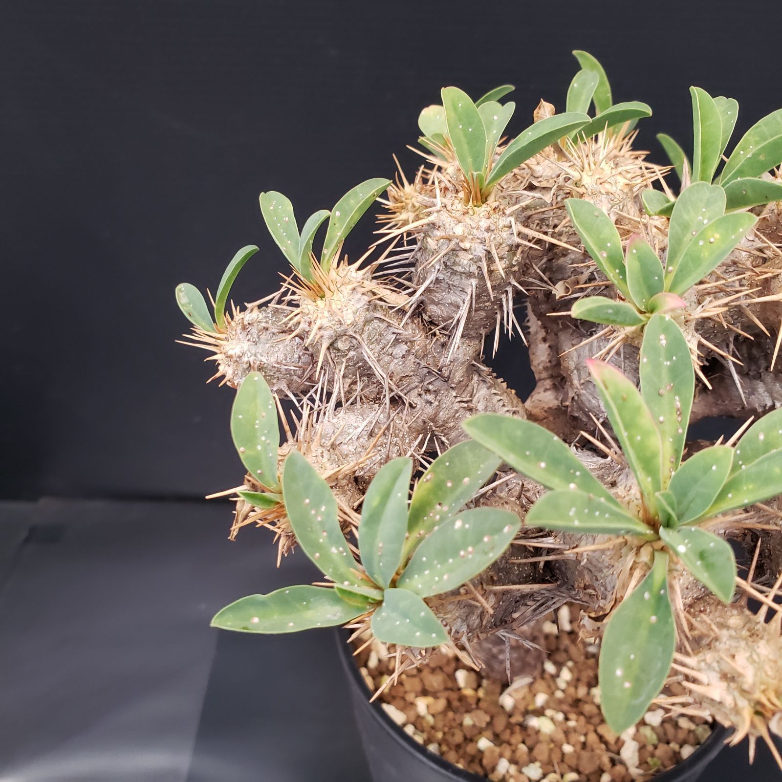 G261【自社養生株】ユーフォルビア ギラウミニアナ（現地球・発根株