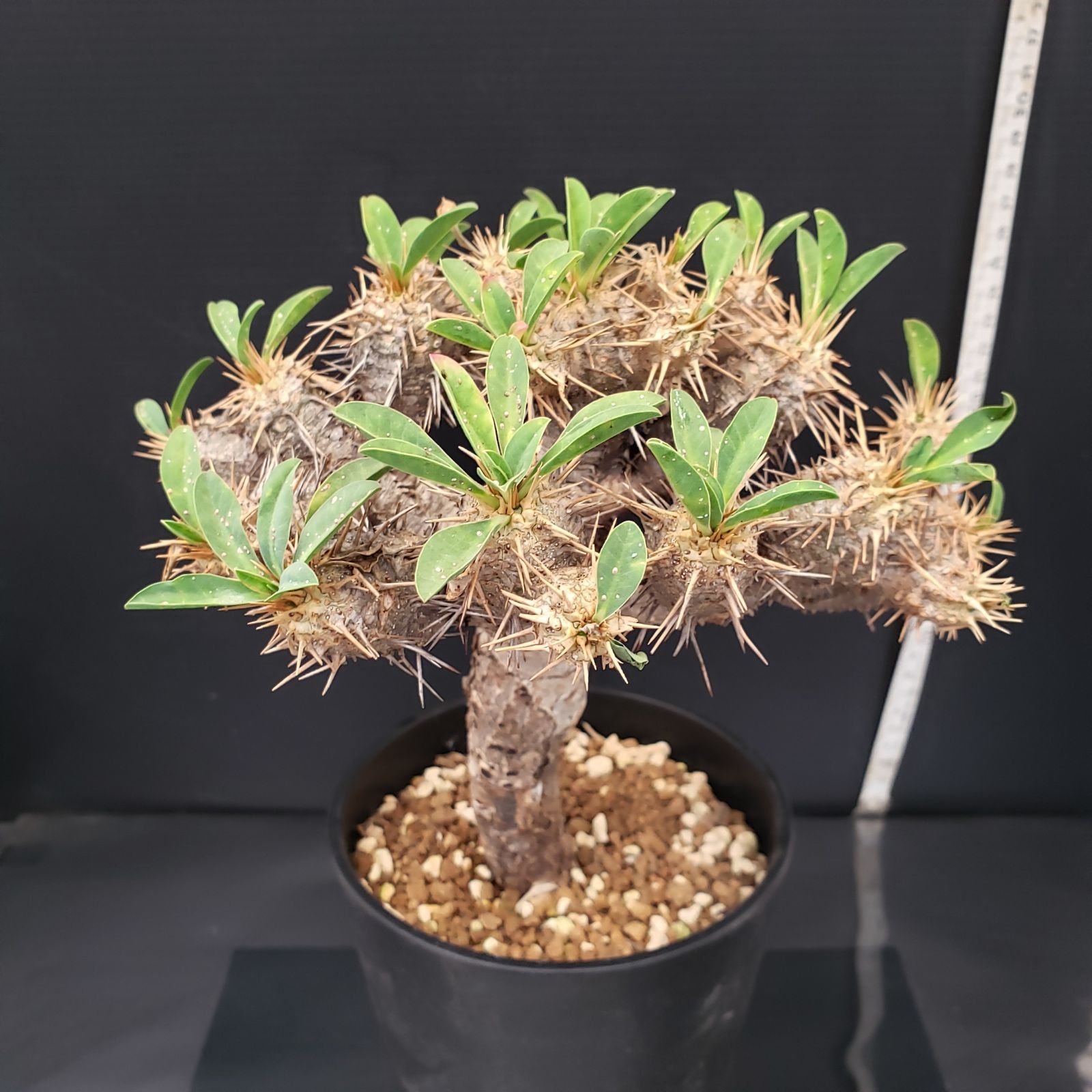 G261【自社養生株】ユーフォルビア ギラウミニアナ（現地球・発根株