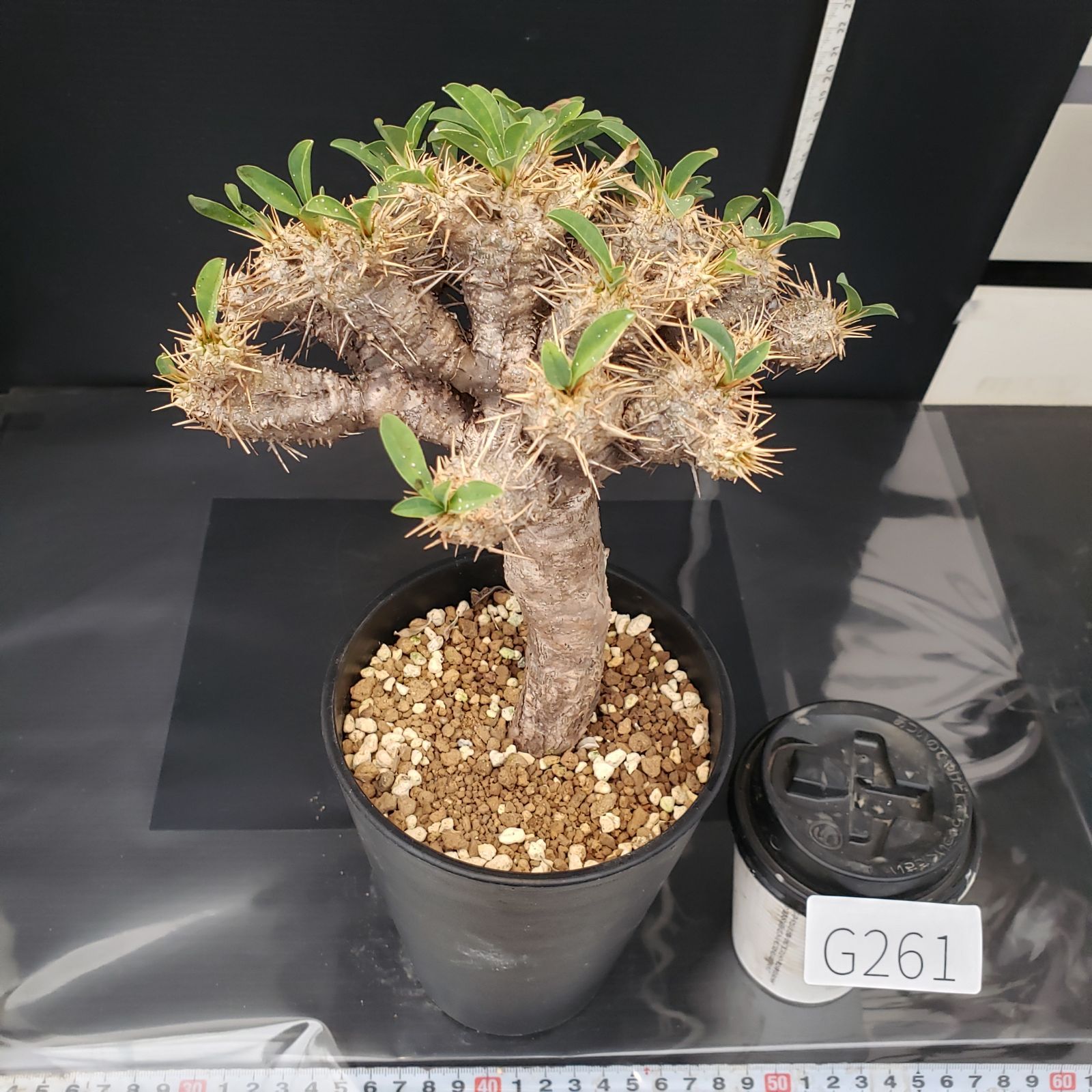 G261【自社養生株】ユーフォルビア ギラウミニアナ（現地球・発根株