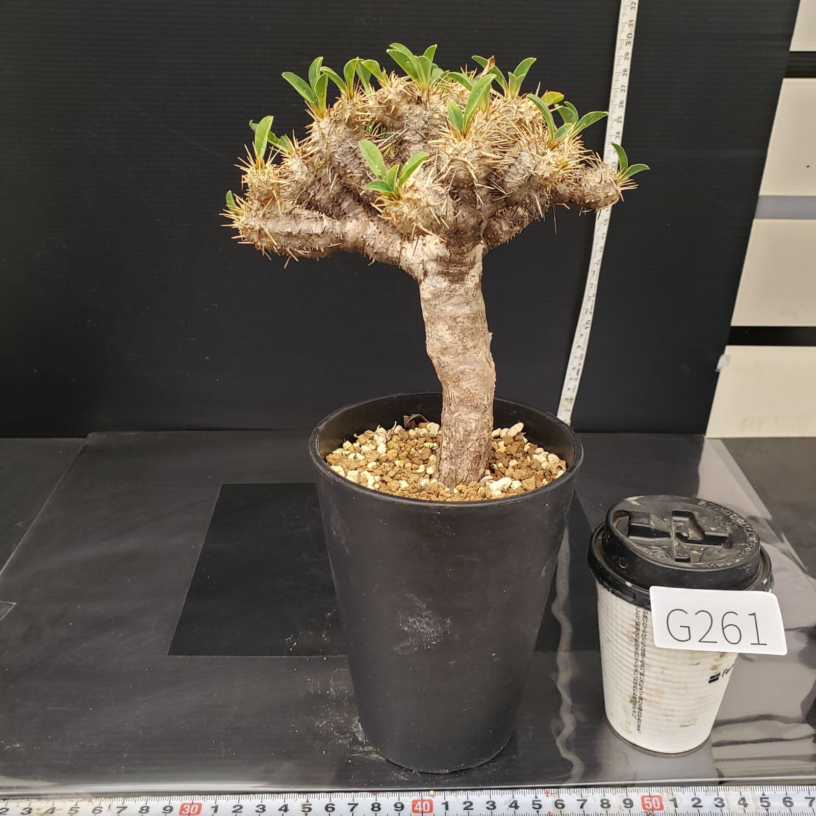 G261【自社養生株】ユーフォルビア ギラウミニアナ（現地球・発根株