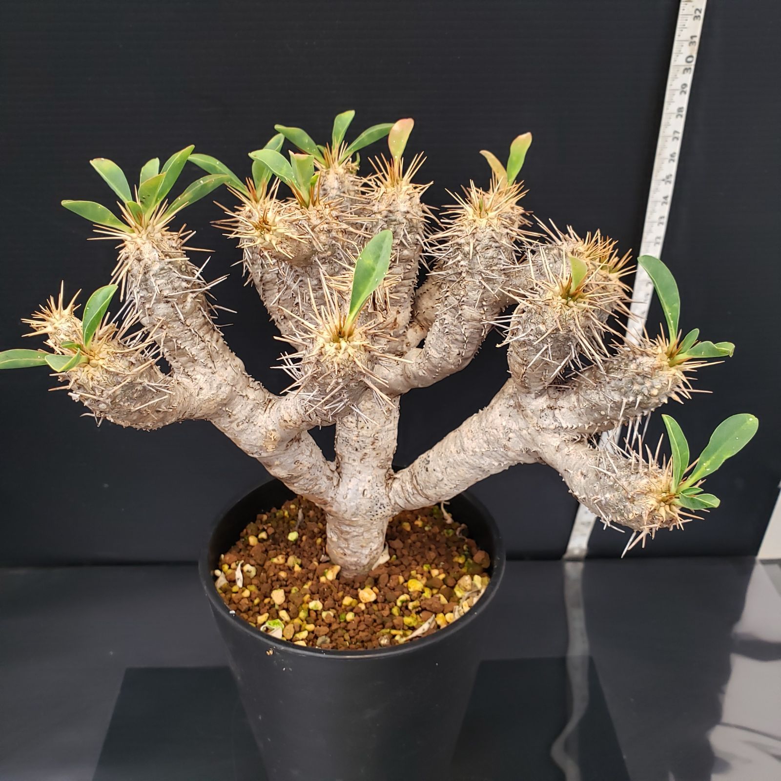 G262【自社養生株】ユーフォルビア ギラウミニアナ（現地球・発根株