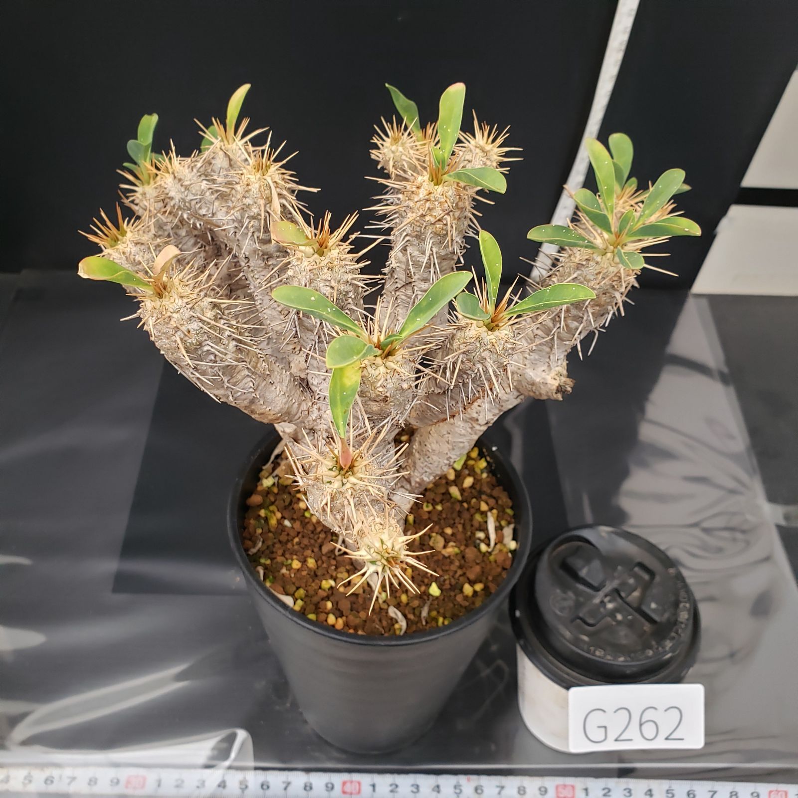 G262【自社養生株】ユーフォルビア ギラウミニアナ（現地球・発根株