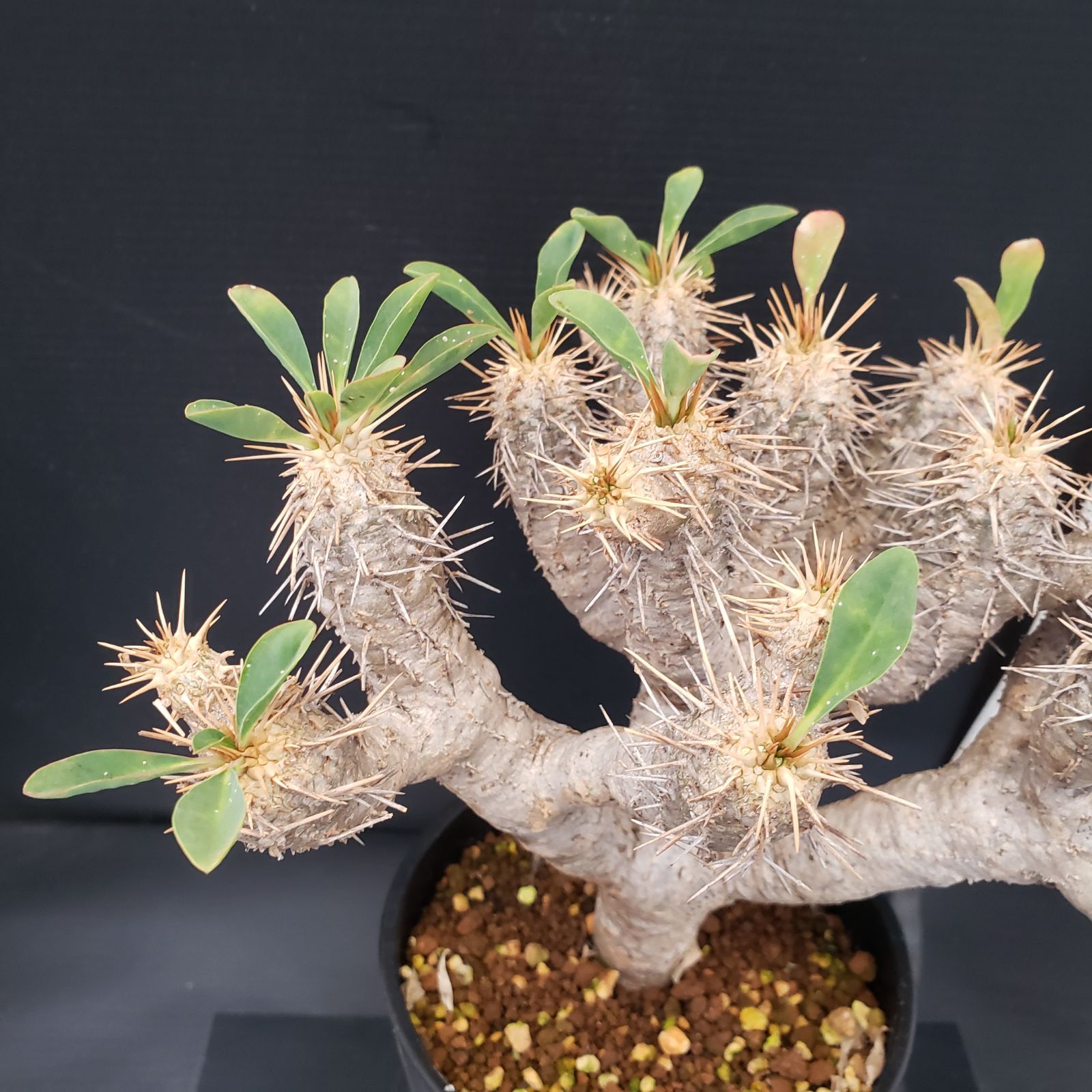 G262【自社養生株】ユーフォルビア ギラウミニアナ（現地球・発根株