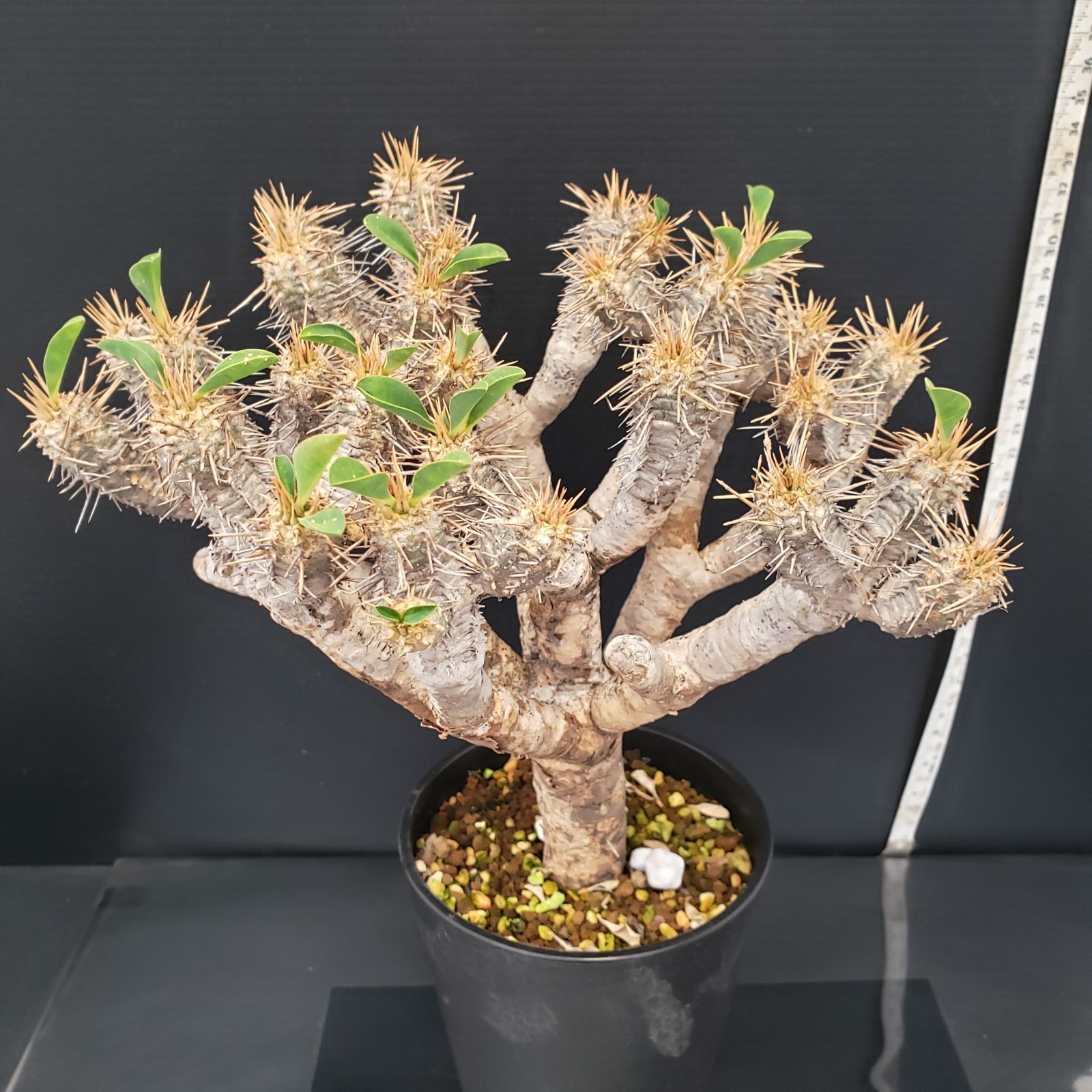 【発根済】ユーフォルビア　ギラウミニアナ ユーフォルビア ギラウミニアナ 発根済