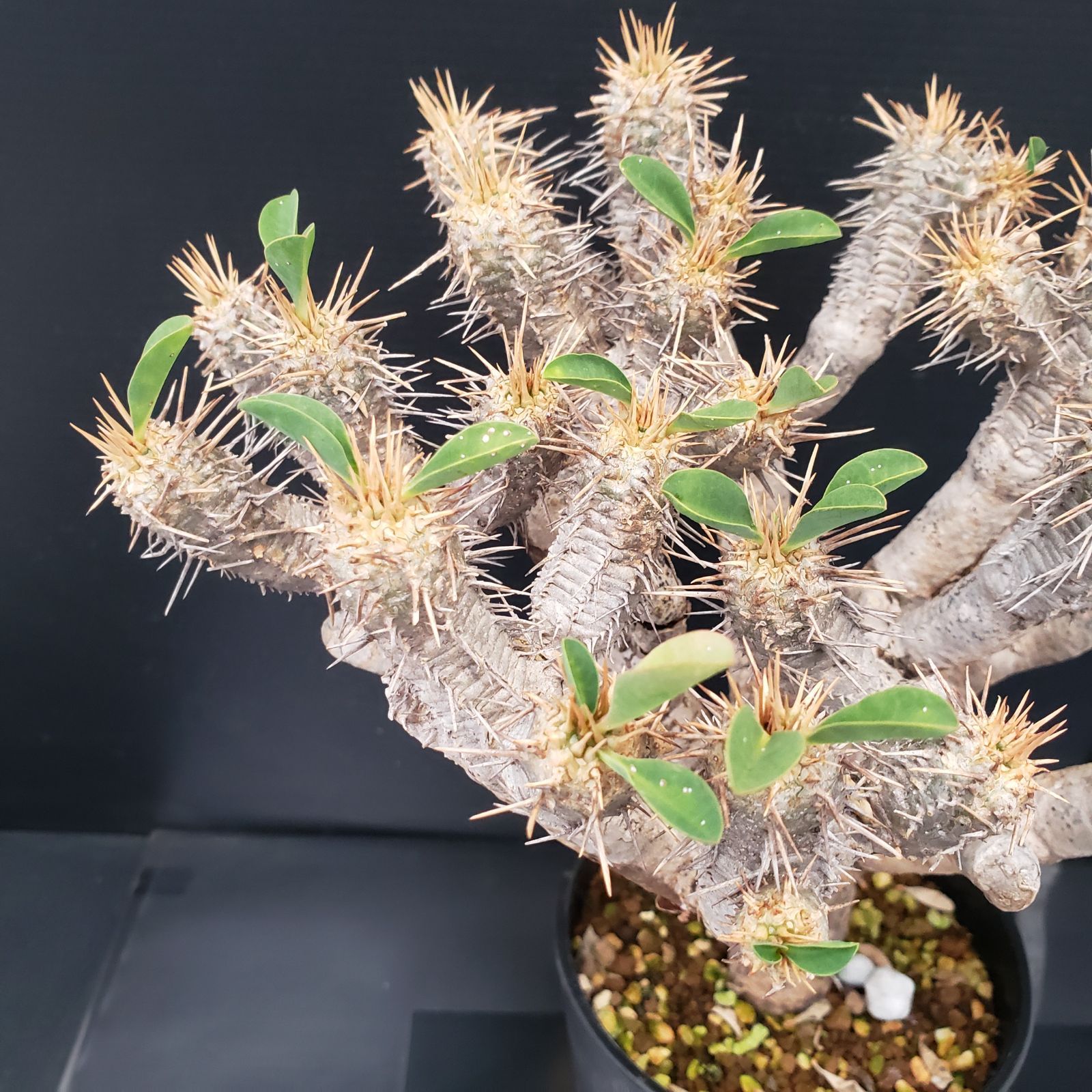 観葉植物 G265【自社養生株】ユーフォルビア ギラウミニアナ（現地球 