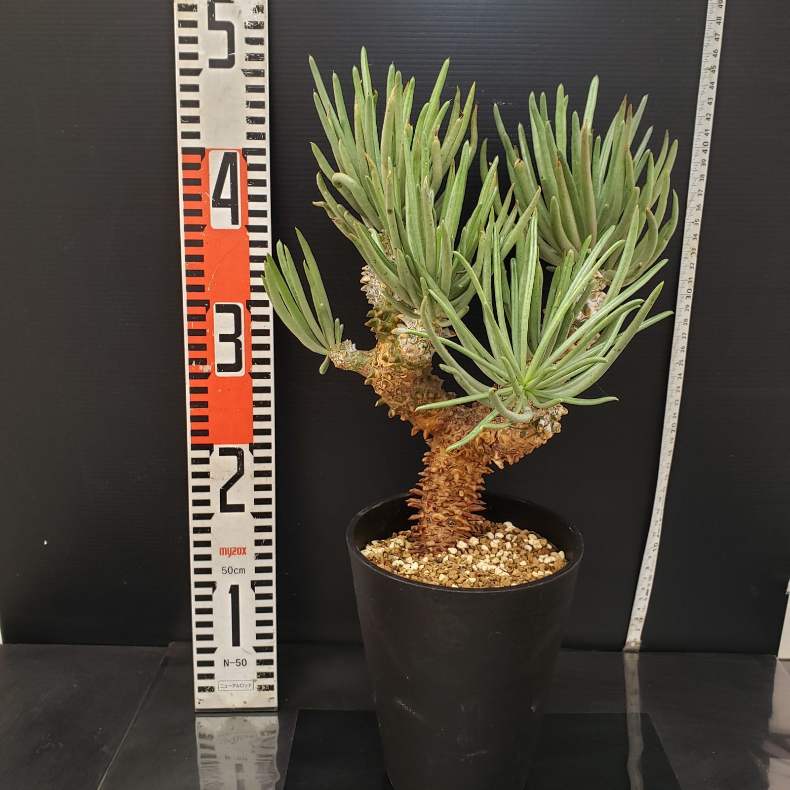 チレコドン　ワリチー　No.001　鉢、送料込　メルカリ便 セール】チレコドン ワリチー No.001 鉢、送料込 メルカリ便 - メルカリ