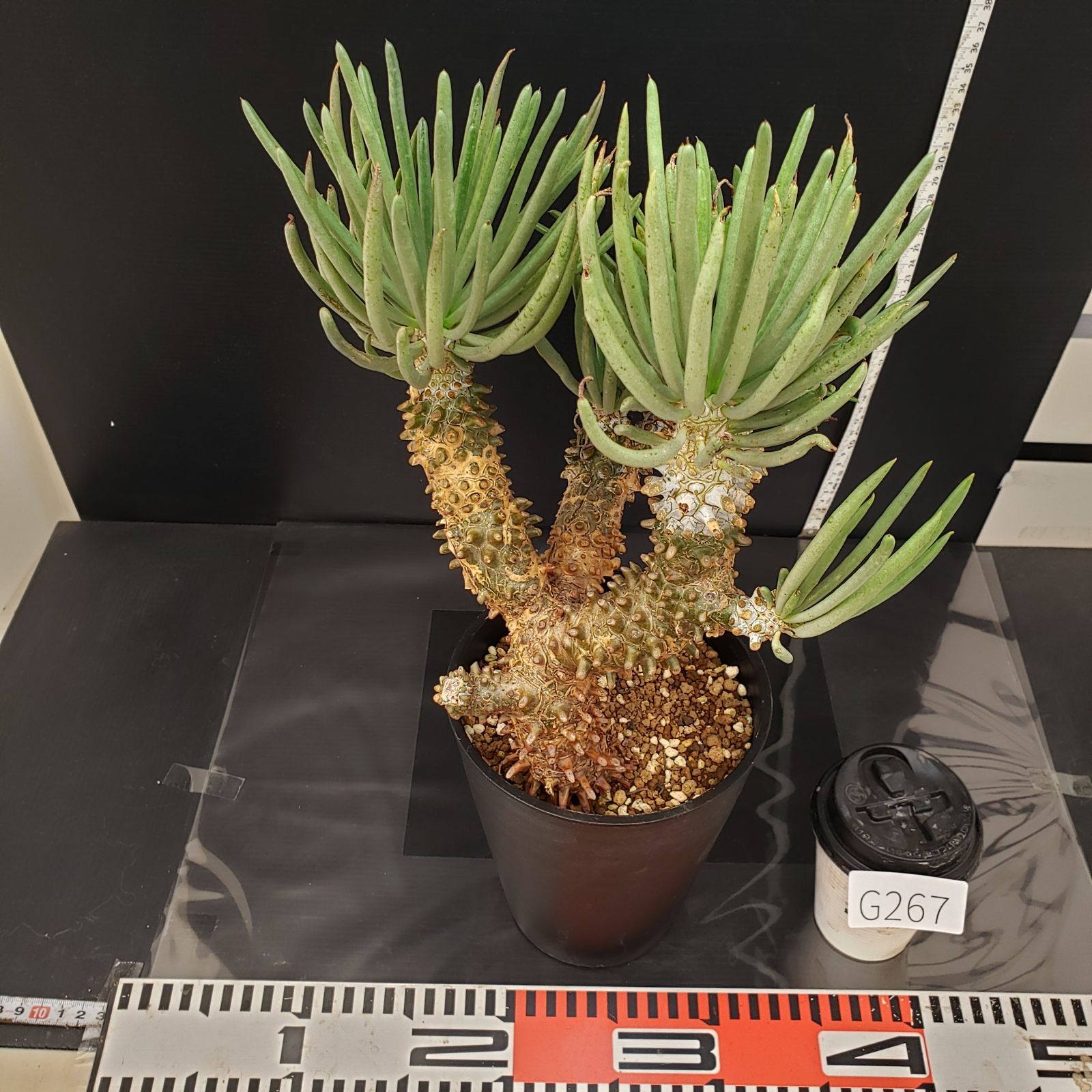 チレコドン　ワリチー　No.001　鉢、送料込　メルカリ便 セール】チレコドン ワリチー No.001 鉢、送料込 メルカリ便 - メルカリ