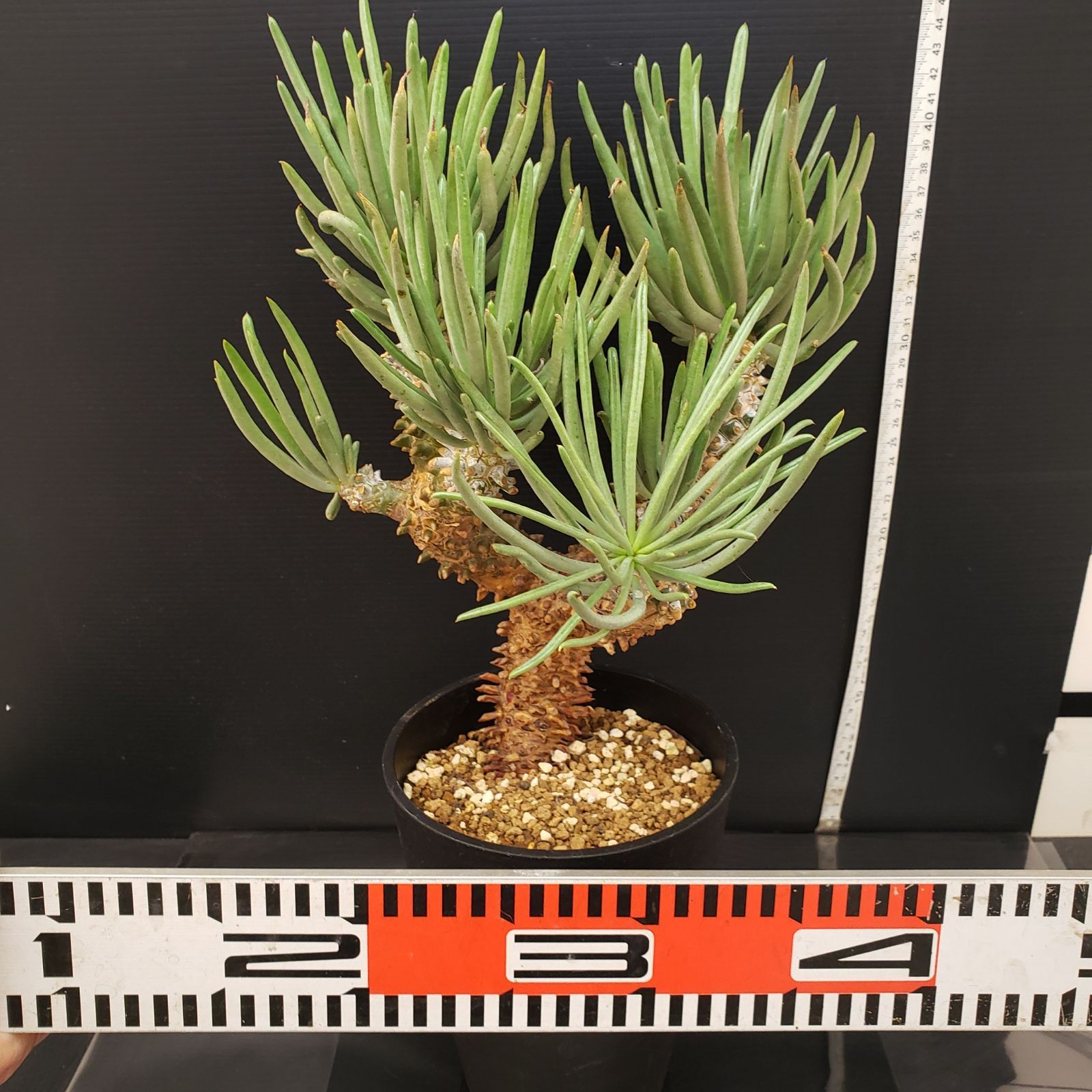 チレコドン　ワリチー　No.001　鉢、送料込　メルカリ便 セール】チレコドン ワリチー No.001 鉢、送料込 メルカリ便 - メルカリ