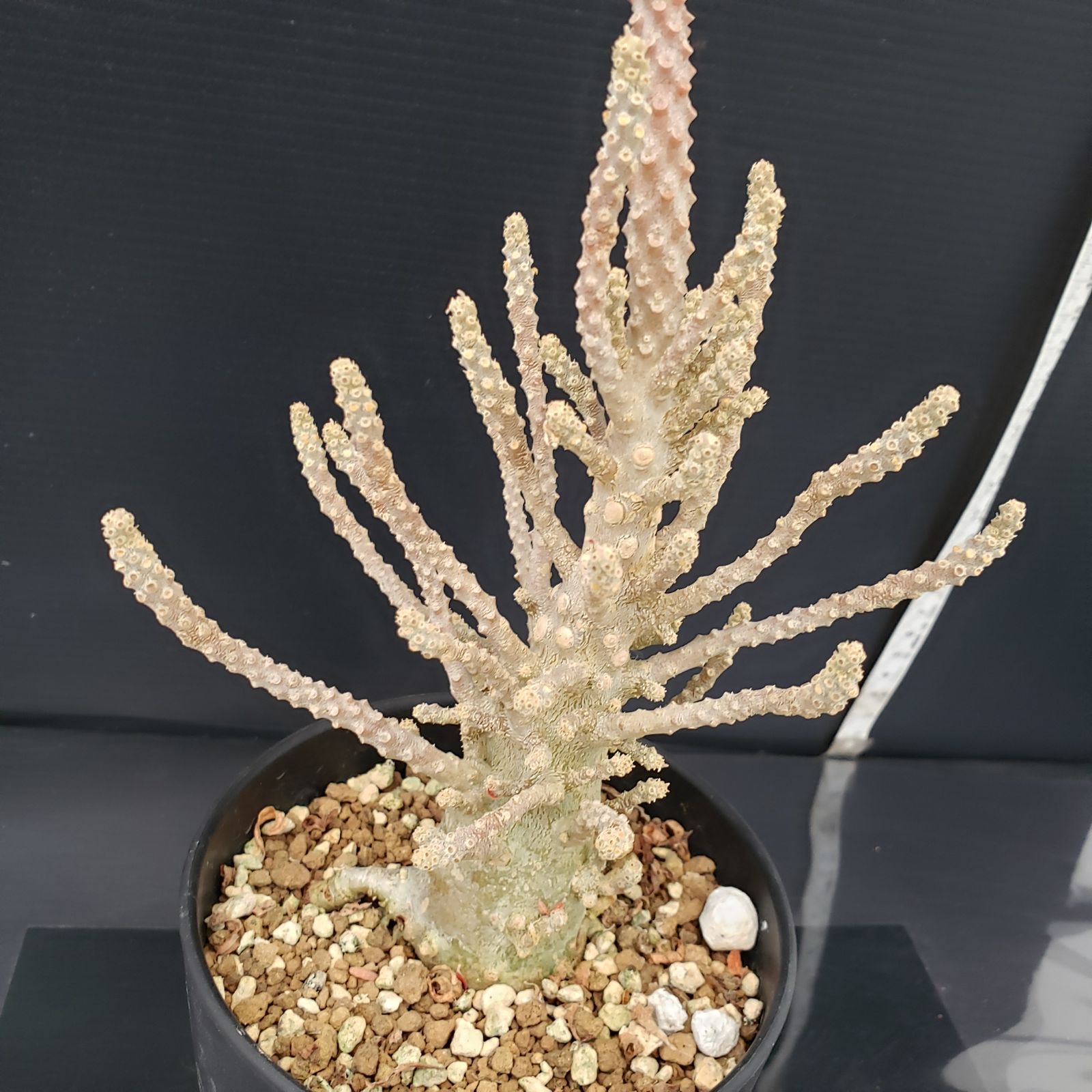 ドルステニア ギガス ブラータ 鉢植え　② ドルステニア ギガス ブラータ 鉢植え ②