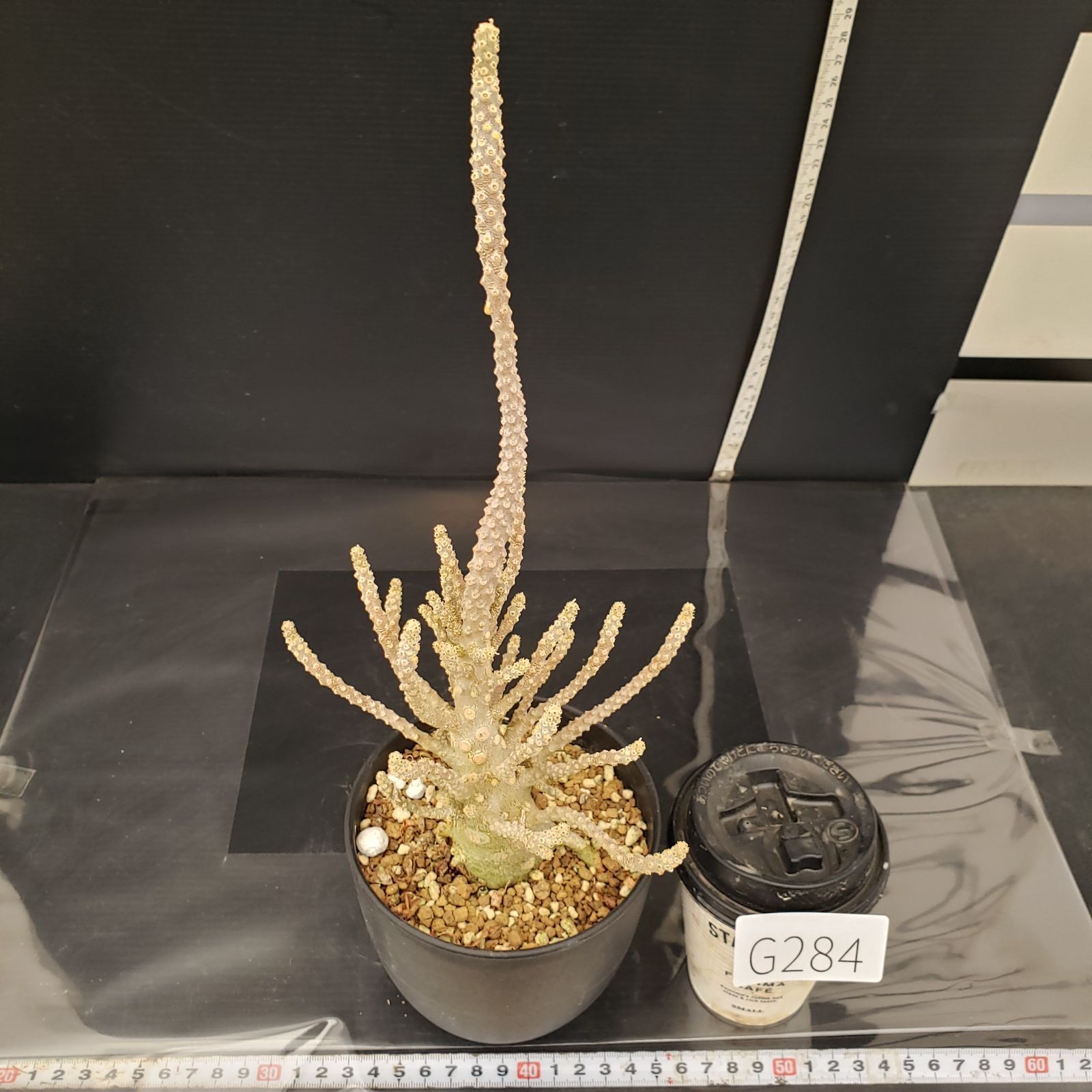 G284【自社養生株】ドルステニア ギガス ブラータ（発根株・鉢植え