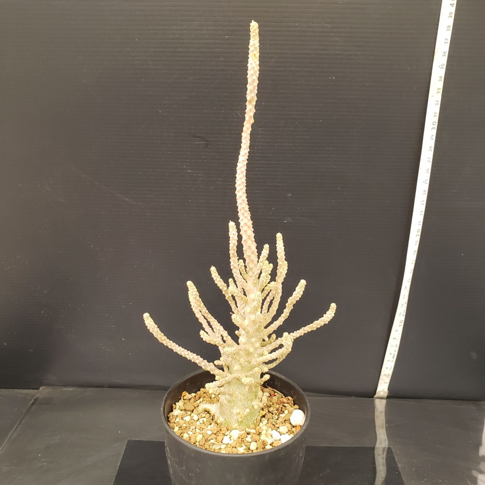 G284【自社養生株】ドルステニア ギガス ブラータ（発根株・鉢植え