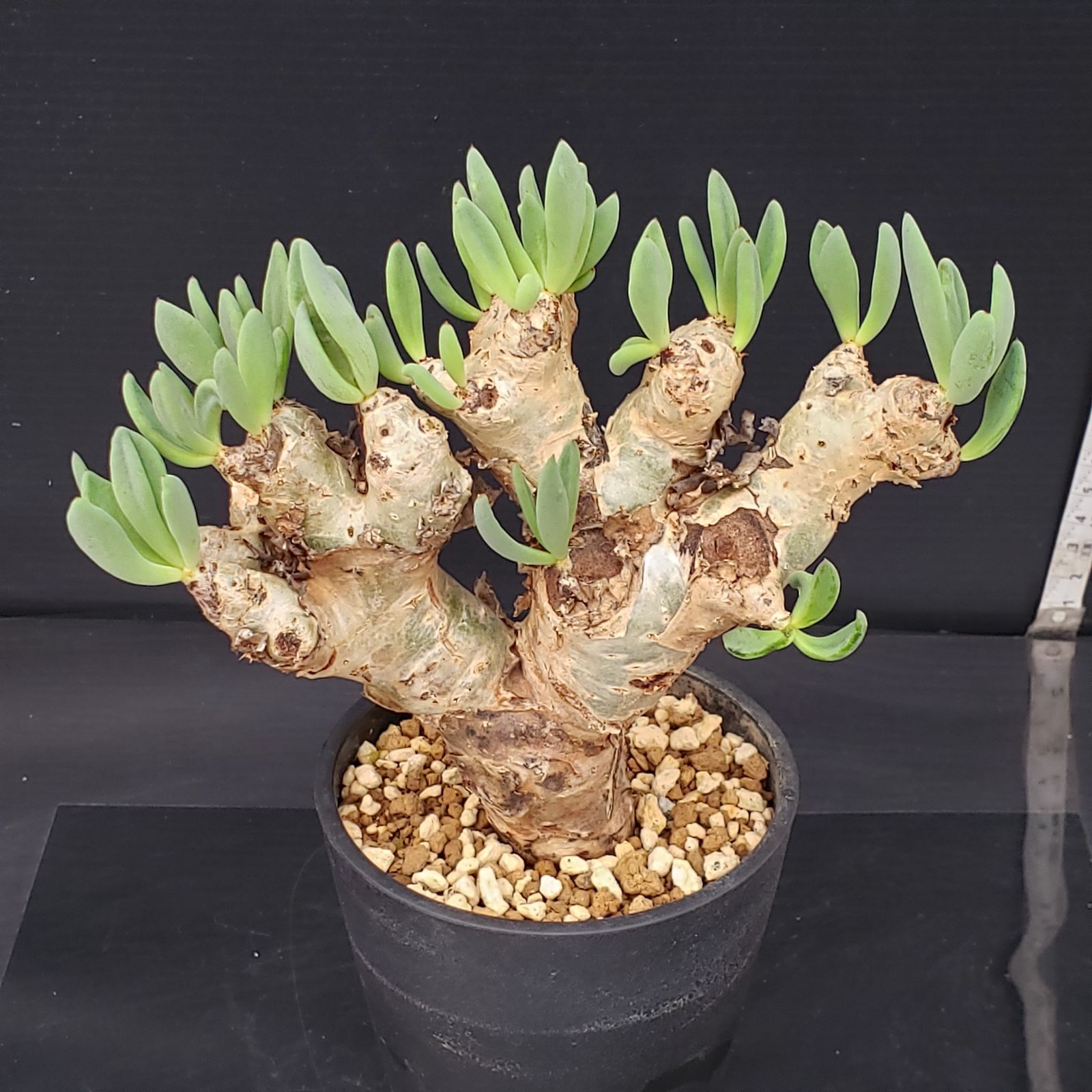 G285【自社養生株】チレコドン レティキュラータス 万物想（現地球・発