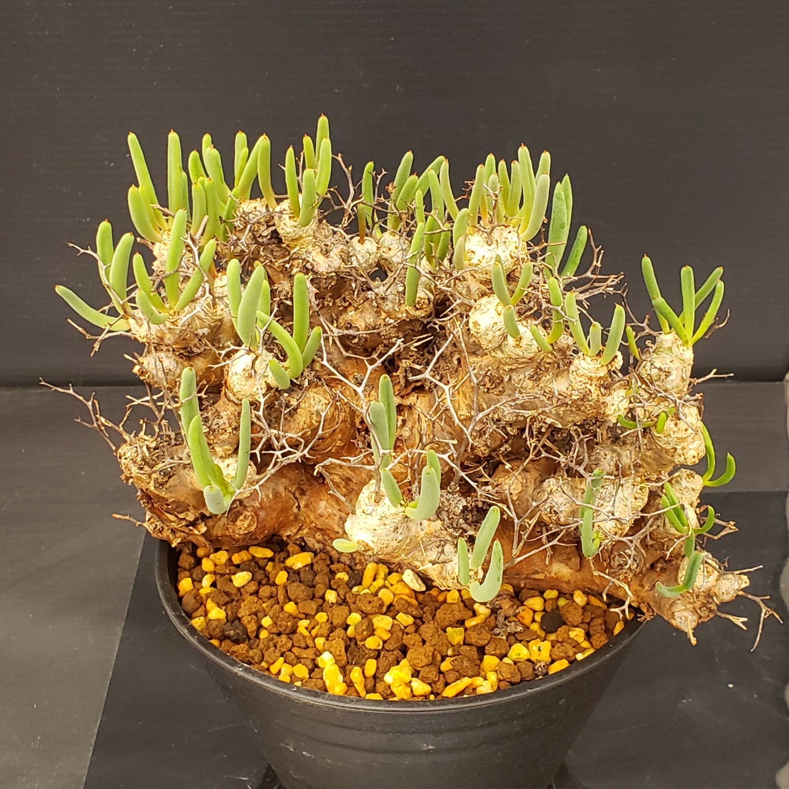 G292【自社養生株】チレコドン レティキュラータス（L） 万物想（現地