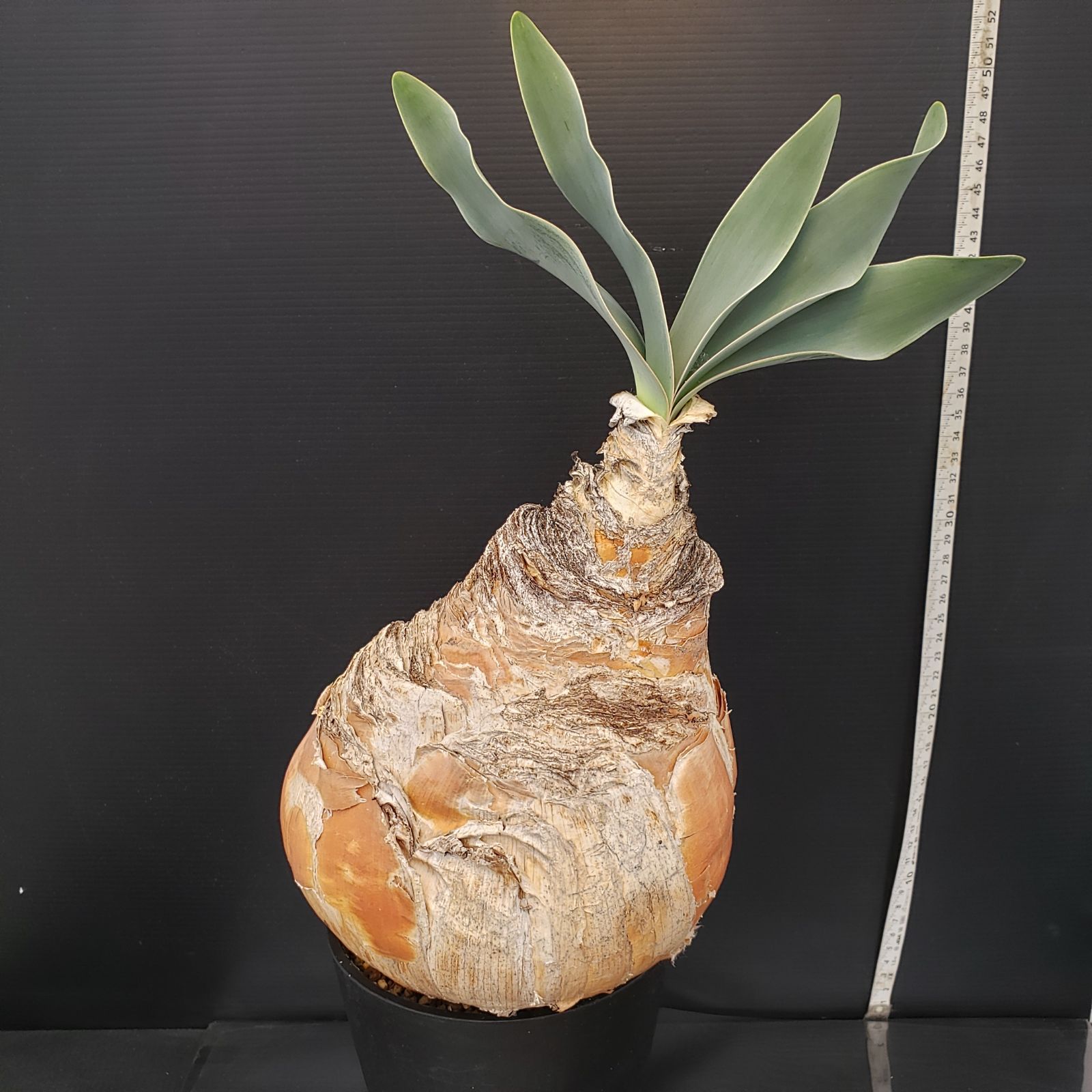 m*u様 G5「球根植物」ブーファン ハエマンソイデス 産地株 12株 G301【自社養生株】ブーファン ハエマンソイデス（現地球・発根株