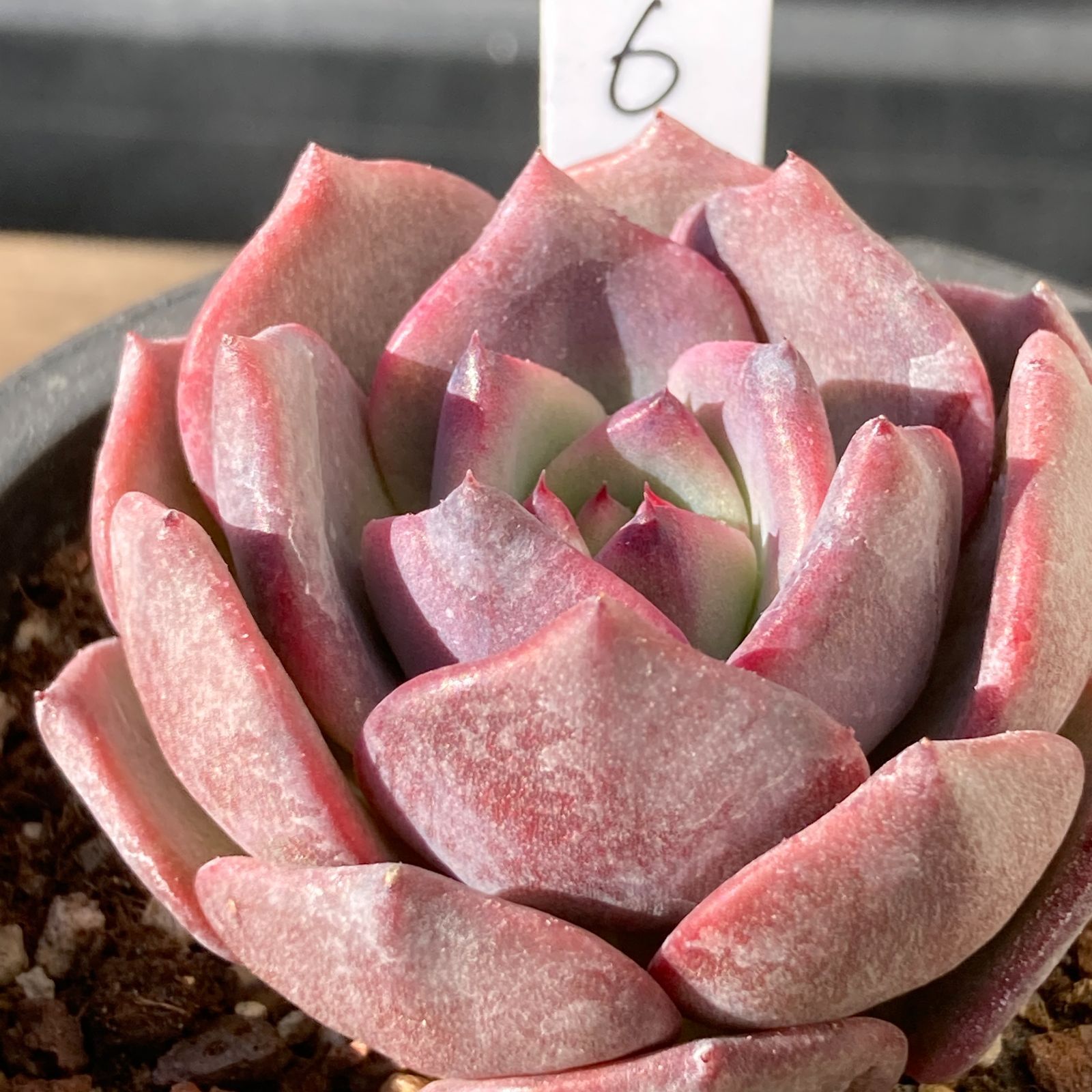 多肉植物　韓国苗　ビックレッド　発根済み 新入荷｜送料込】エケベリア 韓国苗 レッドビーチ（Red Beach） 多肉