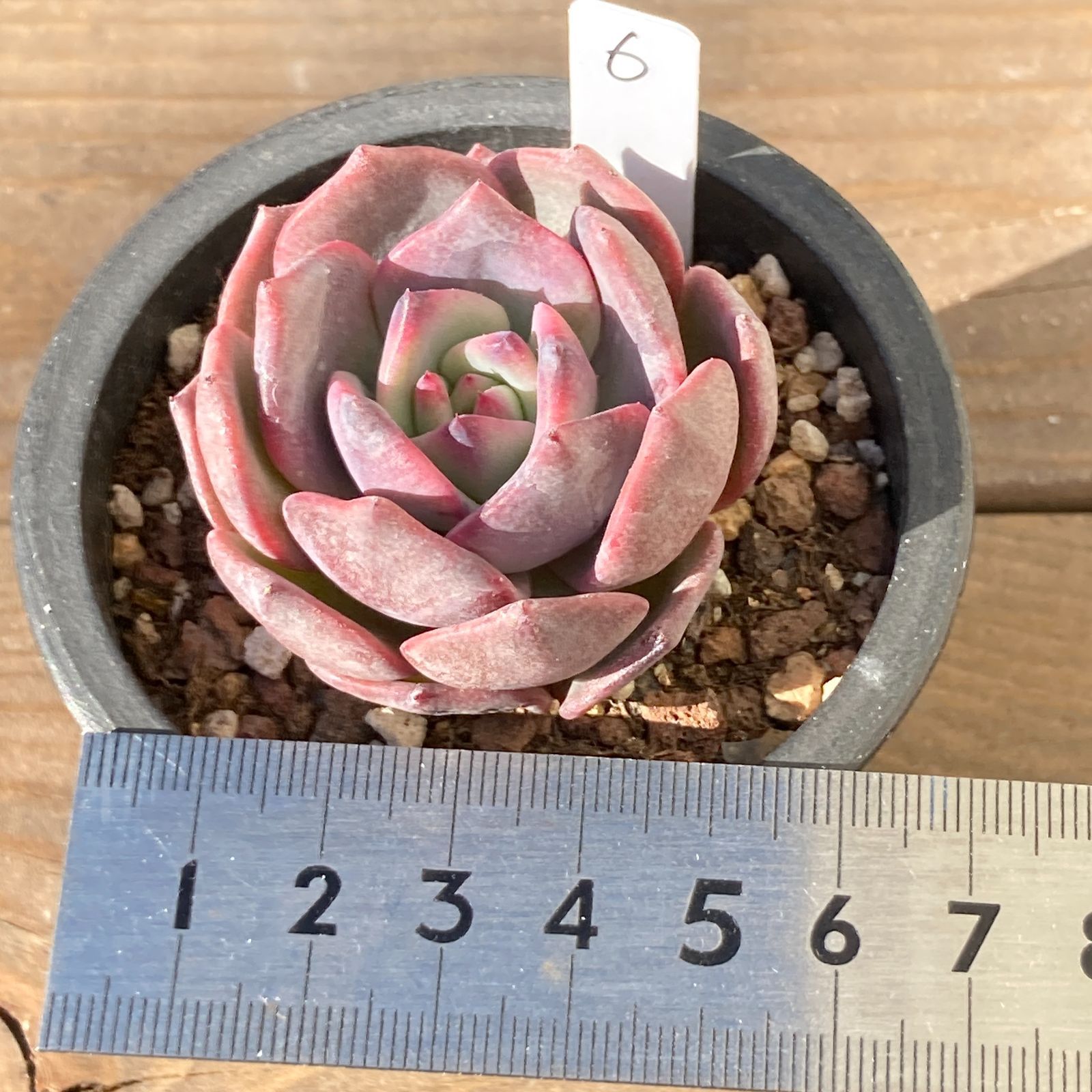 多肉植物　韓国苗　ビックレッド　発根済み 6e19f7254a8a09c6d82d29759337fe