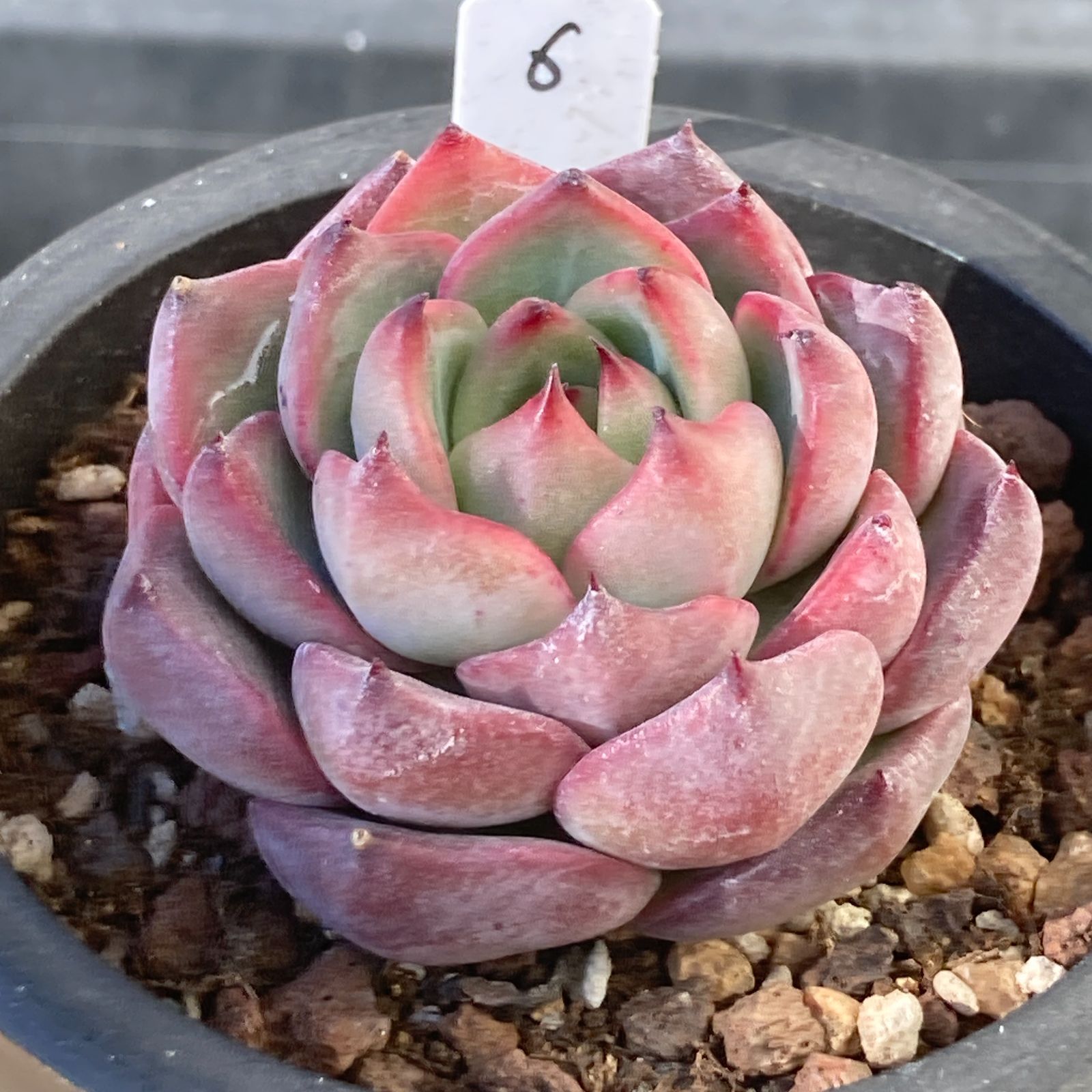 naynuzak_oyjさま専用 ポコ多肉植物おまとめ韓国苗販売会【新入荷