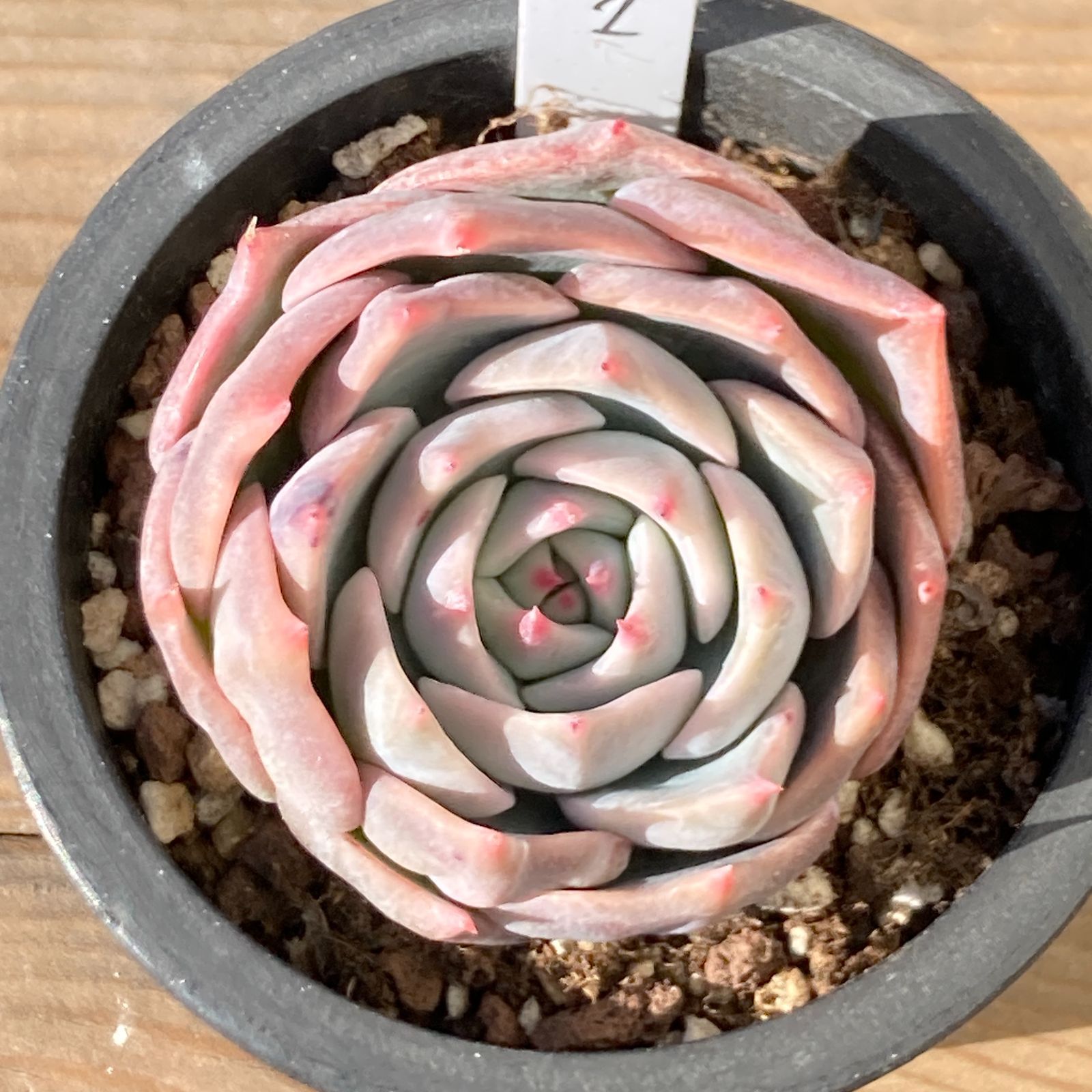 新入荷｜送料込】エケベリア 韓国苗 コーンベリー（Cornberry） 多肉