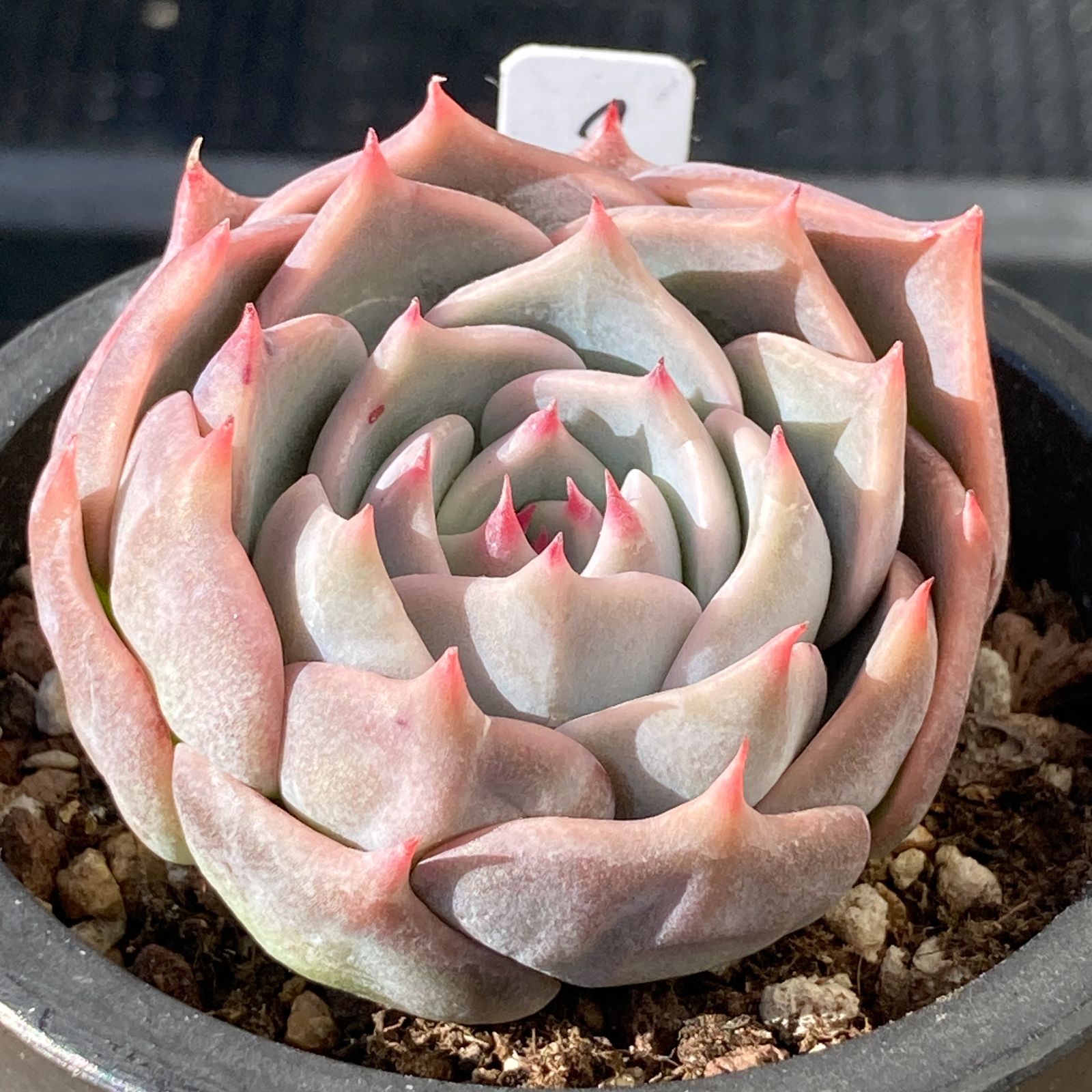 新入荷｜送料込】エケベリア 韓国苗 コーンベリー（Cornberry） 多肉