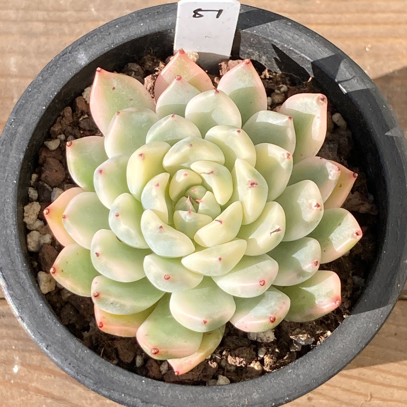 新入荷｜送料込】エケベリア 韓国苗 フォックスクィーン錦（Fox Queen