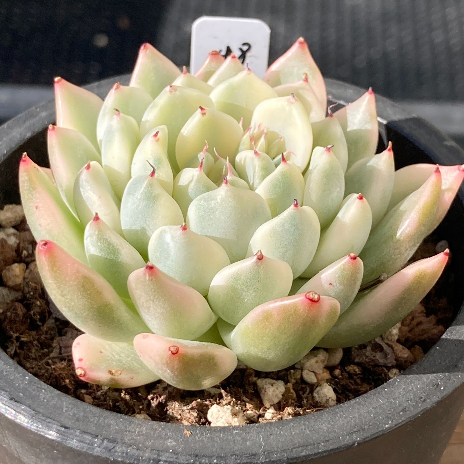 新入荷｜送料込】エケベリア 韓国苗 フォックスクィーン錦（Fox Queen