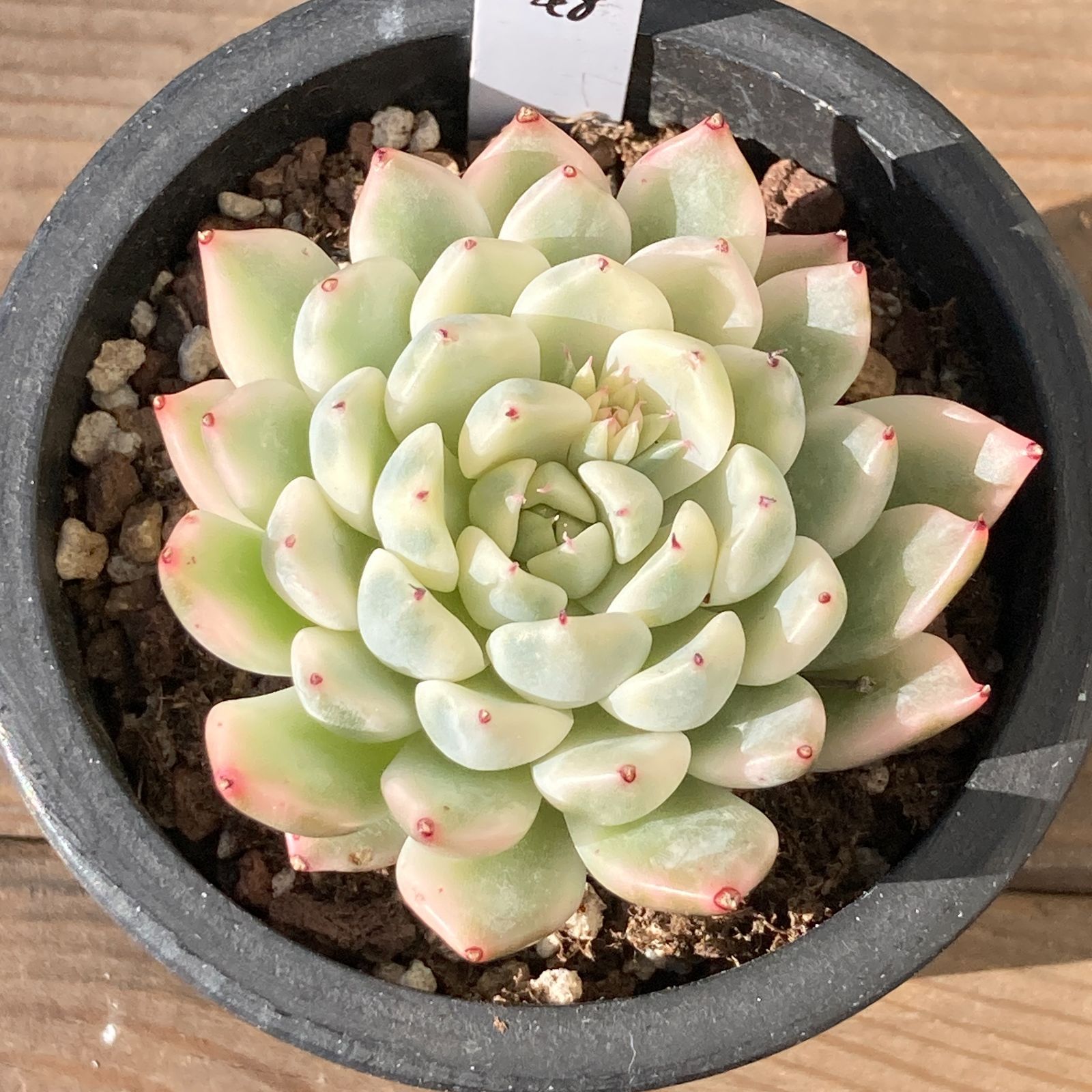 新入荷｜送料込】エケベリア 韓国苗 フォックスクィーン錦（Fox Queen