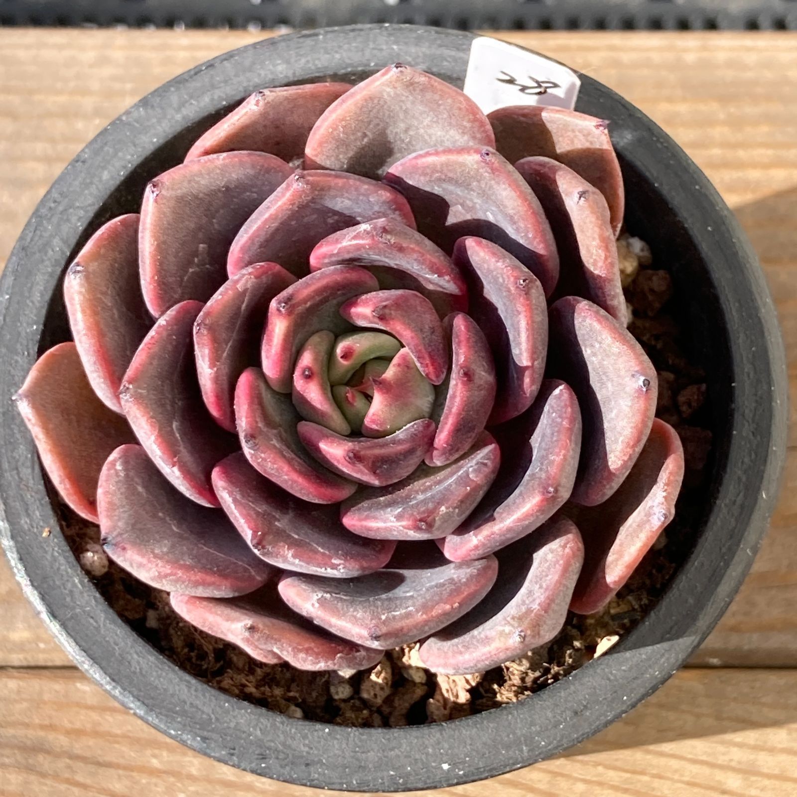 新入荷｜送料込】エケベリア 韓国苗 バリスタ（Barista） 多肉植物