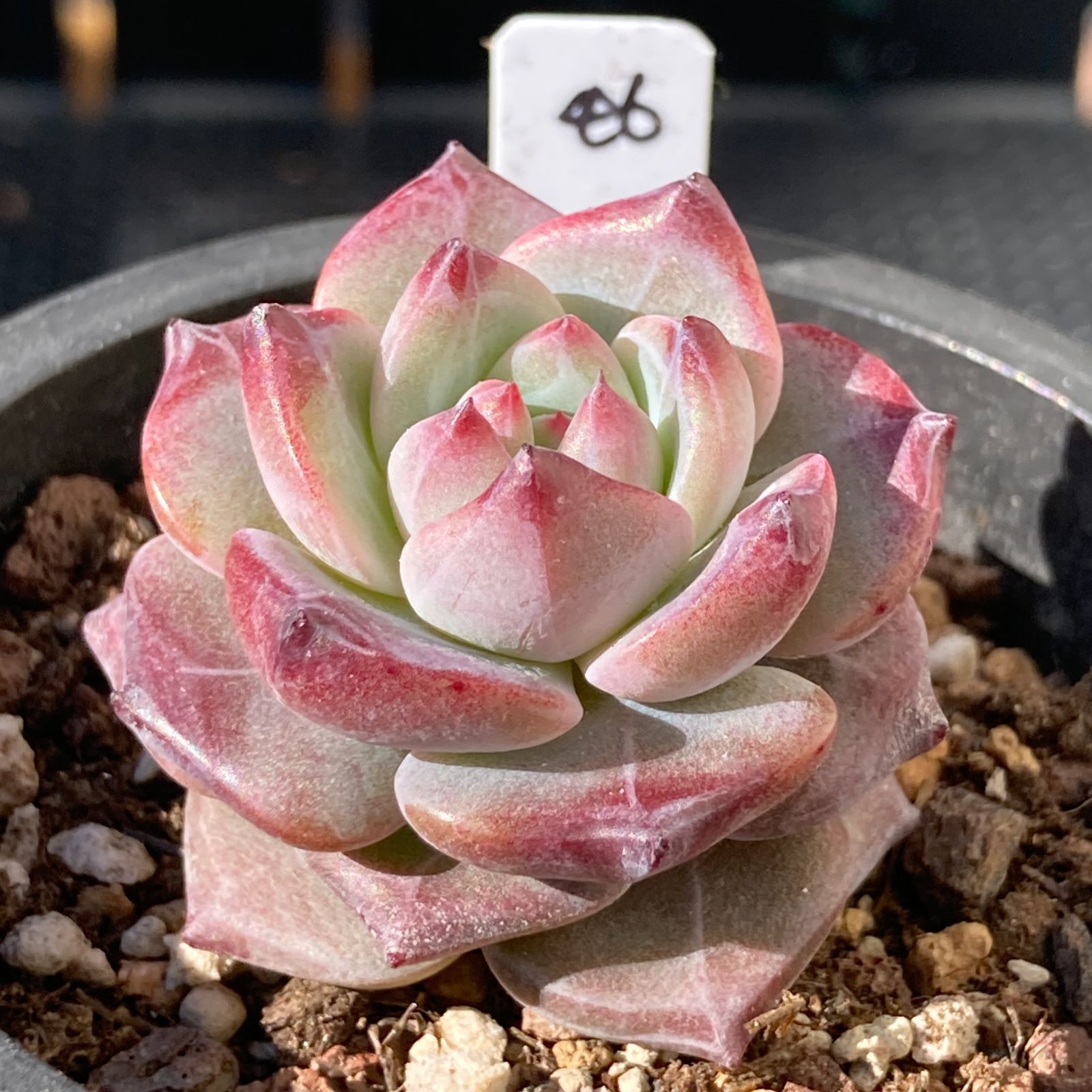 当店農場生産多肉植物 20株 Y15-1多肉植物 エケベリアシャネル
