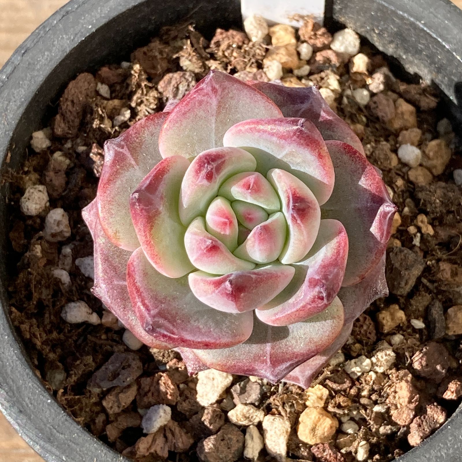 新入荷｜送料込】エケベリア 韓国苗 シャネル（Chanl） 多肉植物｜ポコ