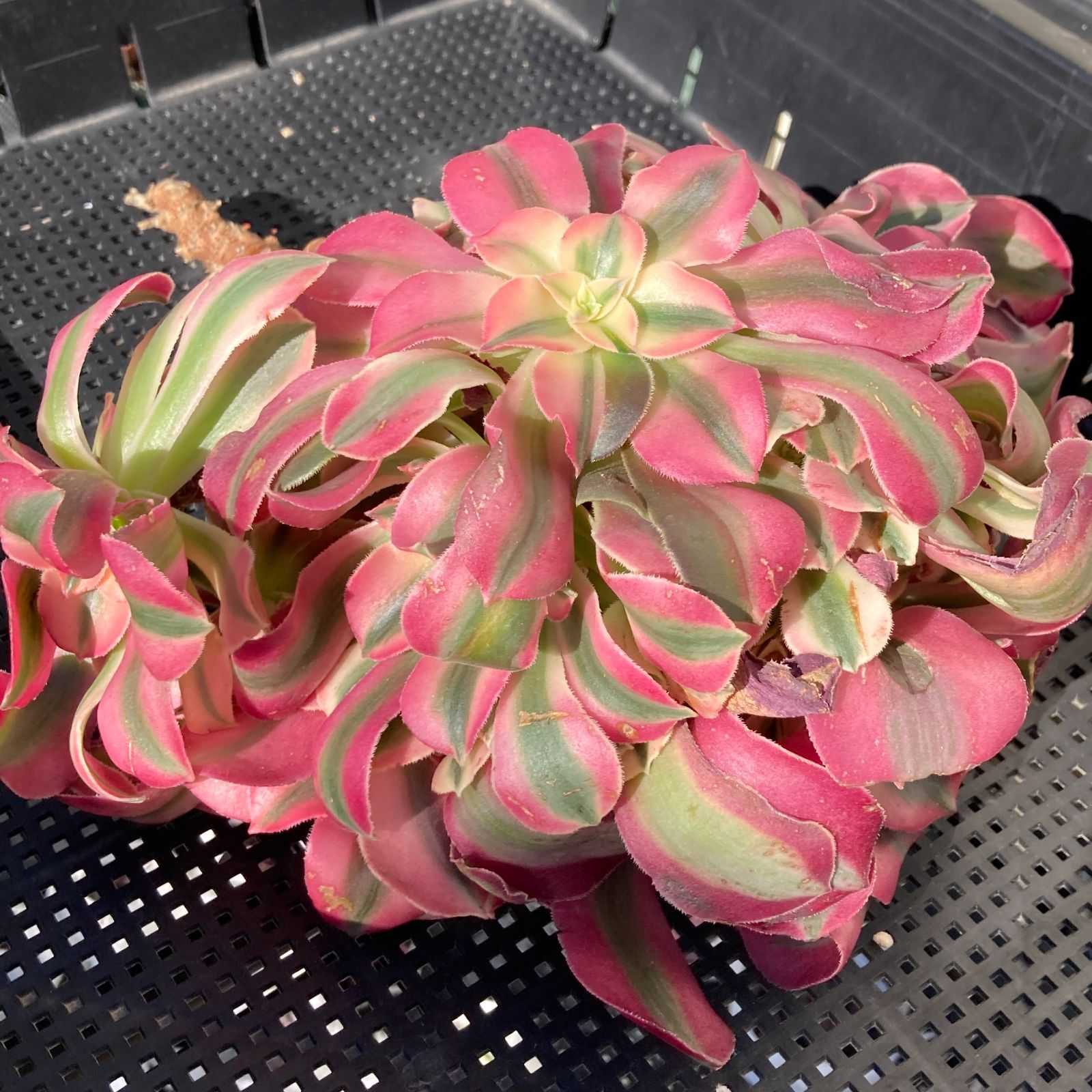 新入荷｜送料込】アエオニウム 韓国苗 初恋（Aeonium） 多肉植物｜ポコ