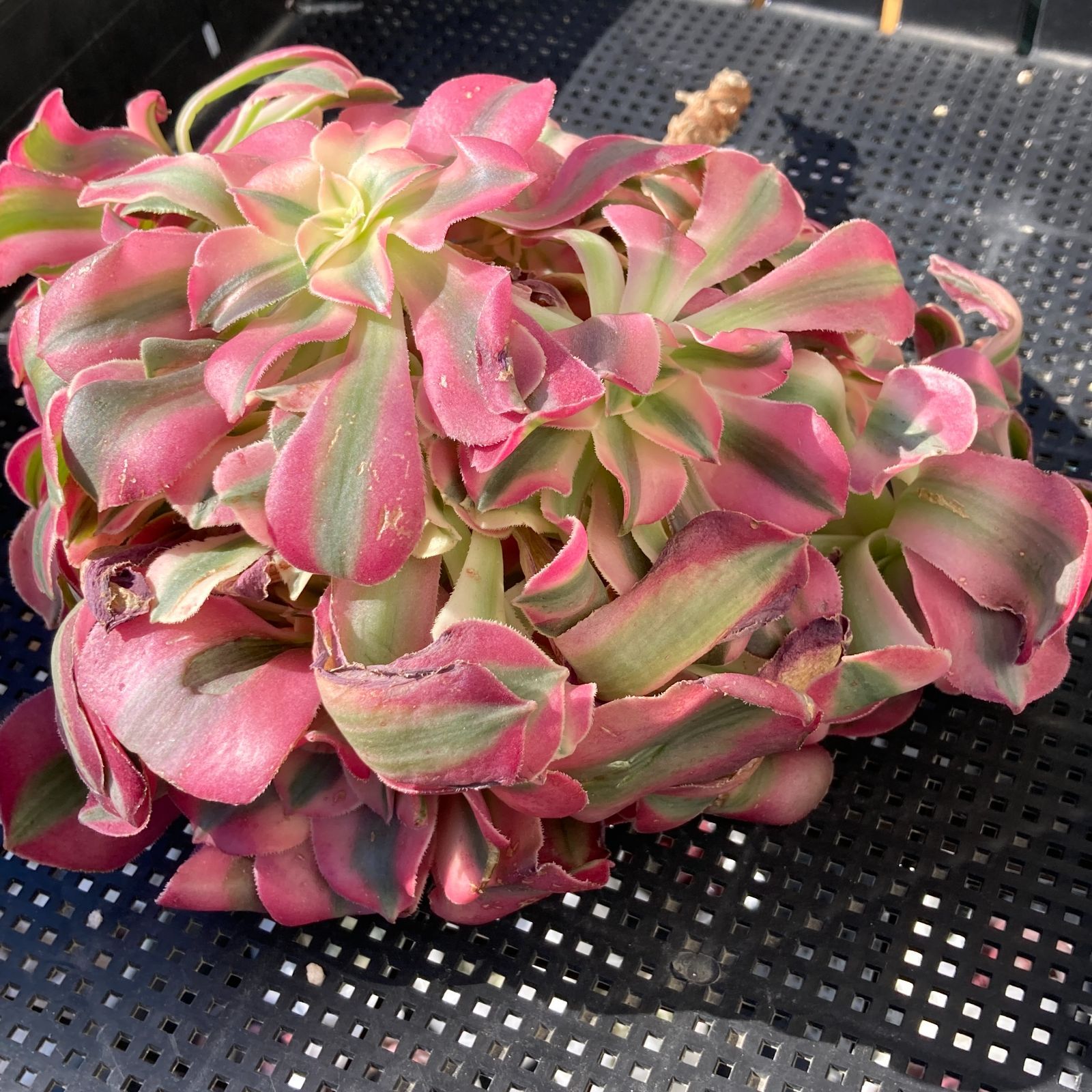 新入荷｜送料込】アエオニウム 韓国苗 初恋（Aeonium） 多肉植物｜ポコ
