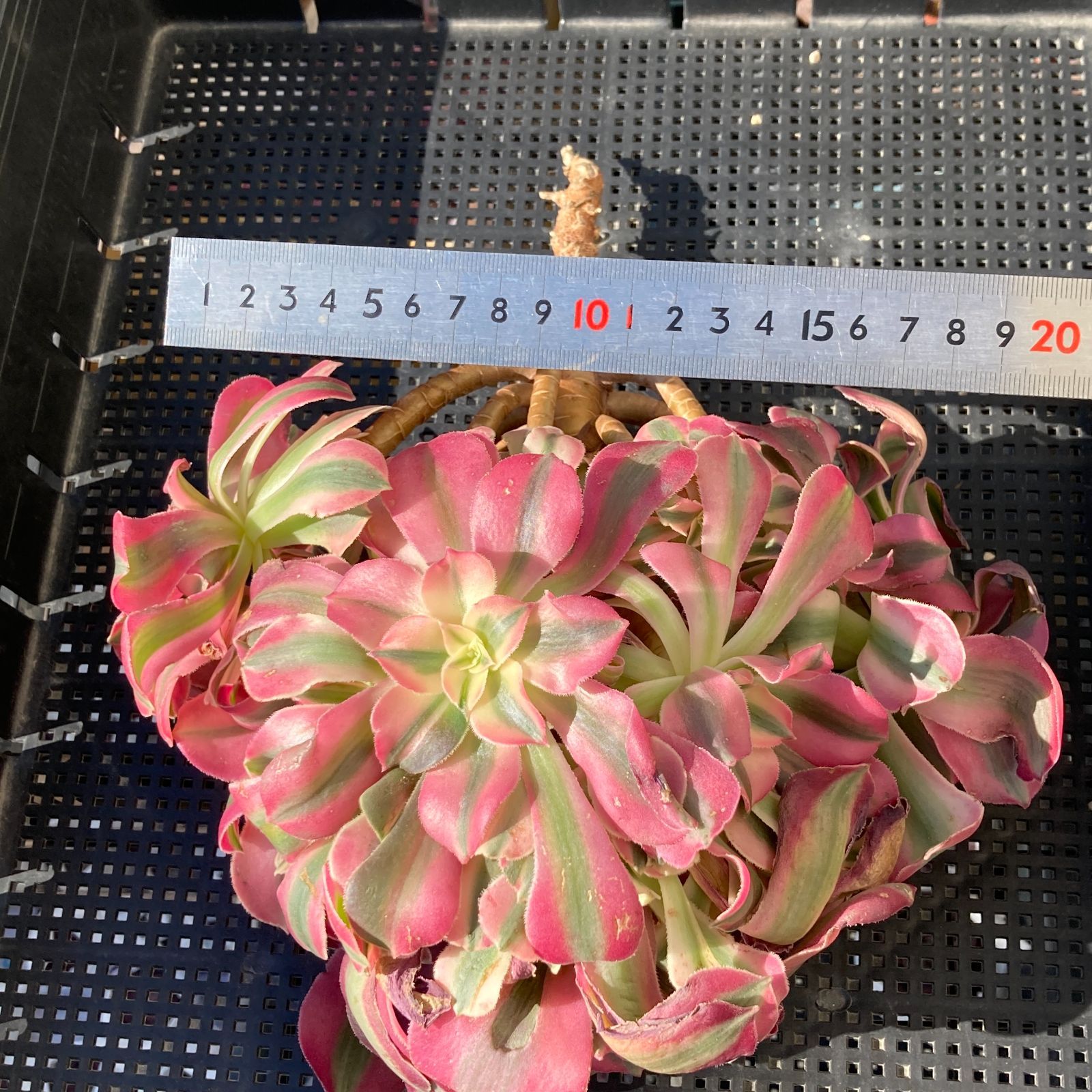 新入荷｜送料込】アエオニウム 韓国苗 初恋（Aeonium） 多肉植物｜ポコ